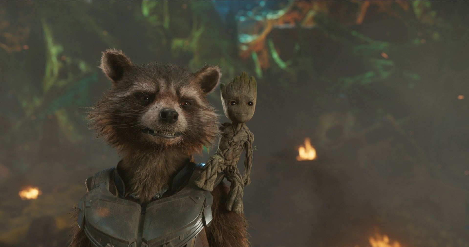portrait, looking, contemplation, mammal, day, animals in the wild, Rocket Raccoon, vertebrate, front view, focus on foreground, animal wildlife, Groot, HD Wallpaper