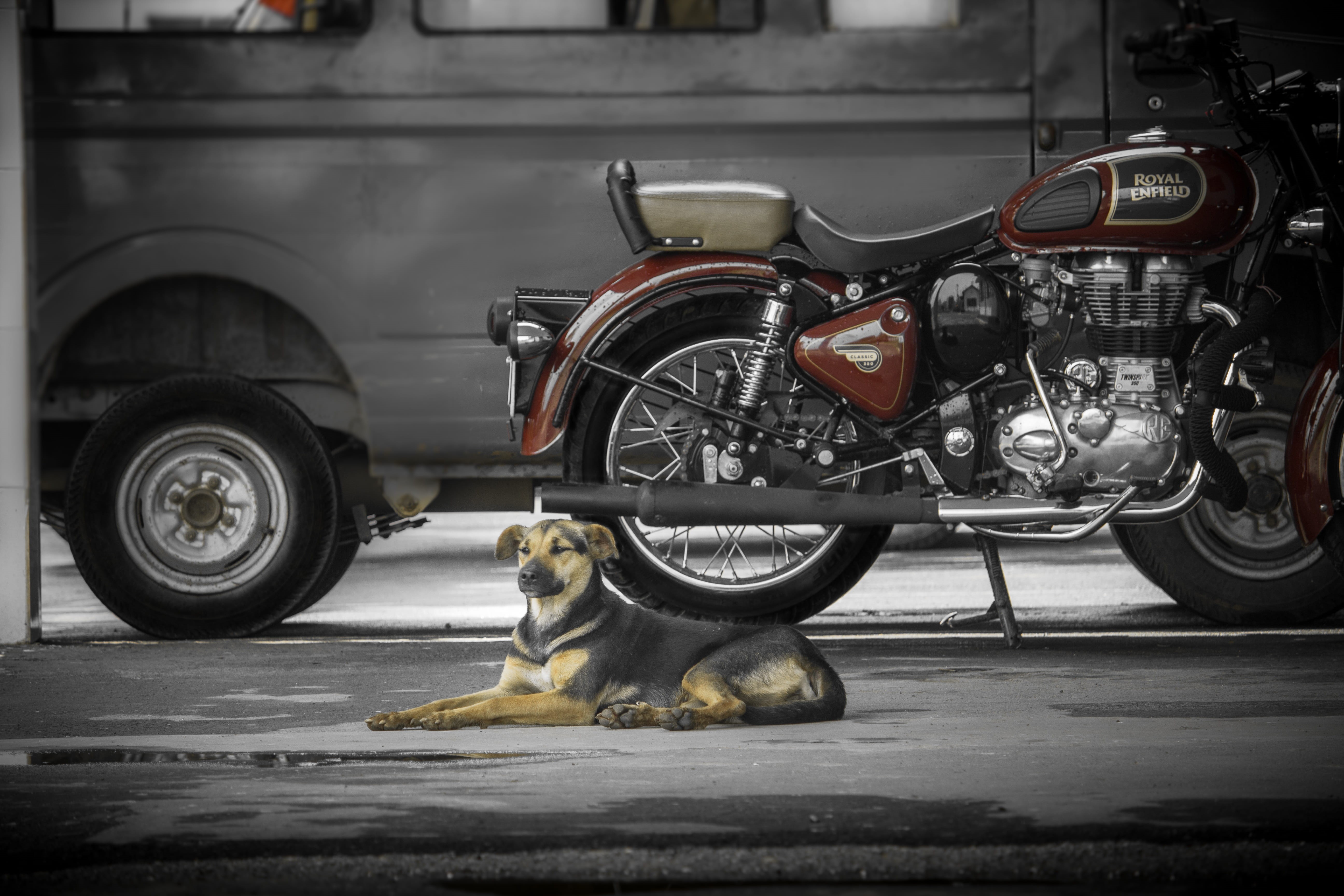 transportation, street, mode of transportation, pets, domestic, mammal, land vehicle, animal themes, day, bike, motorcycle, canine, animal, city, 5K, small, HD Wallpaper