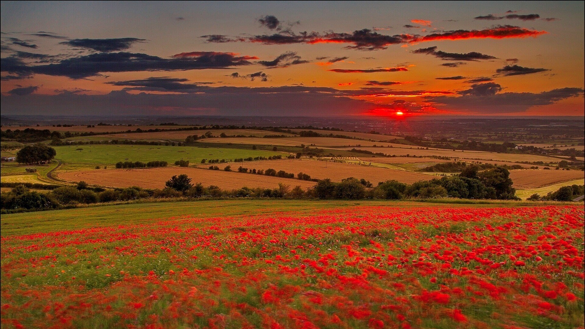 poppy, flowering plant, tranquil scene, landscape, idyllic, plant, red, scenics - nature, growth, sky, rural scene, outdoors, agriculture, field, cloud - sky, HD Wallpaper