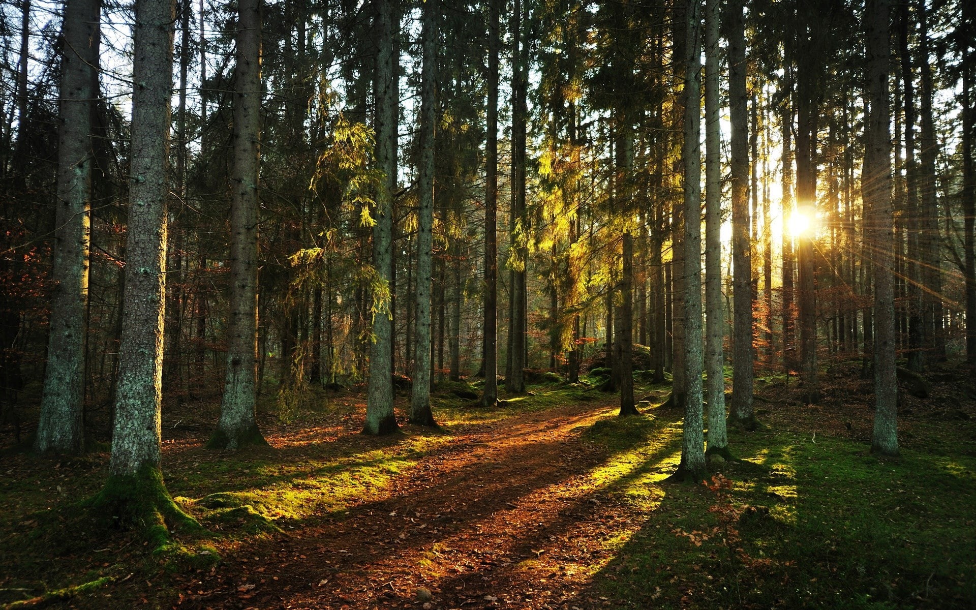 scenics - nature, day, 1080P, landscape, beauty in nature, tranquility, tree trunk, desktop background nature 1920x1200, tree, streaming, land, sun, nature, HD Wallpaper