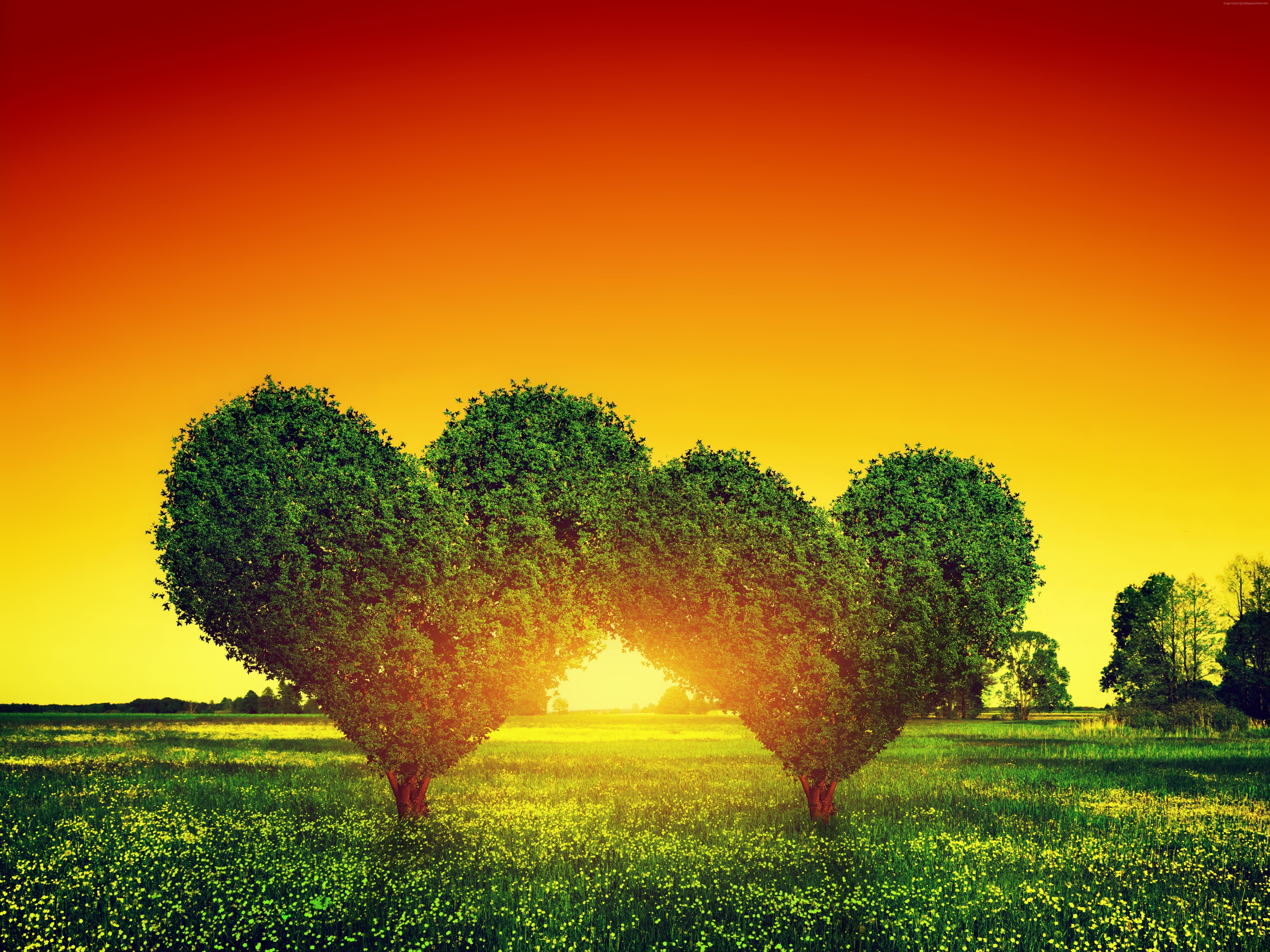 5K, love image, tree, heart, 5k, HD Wallpaper