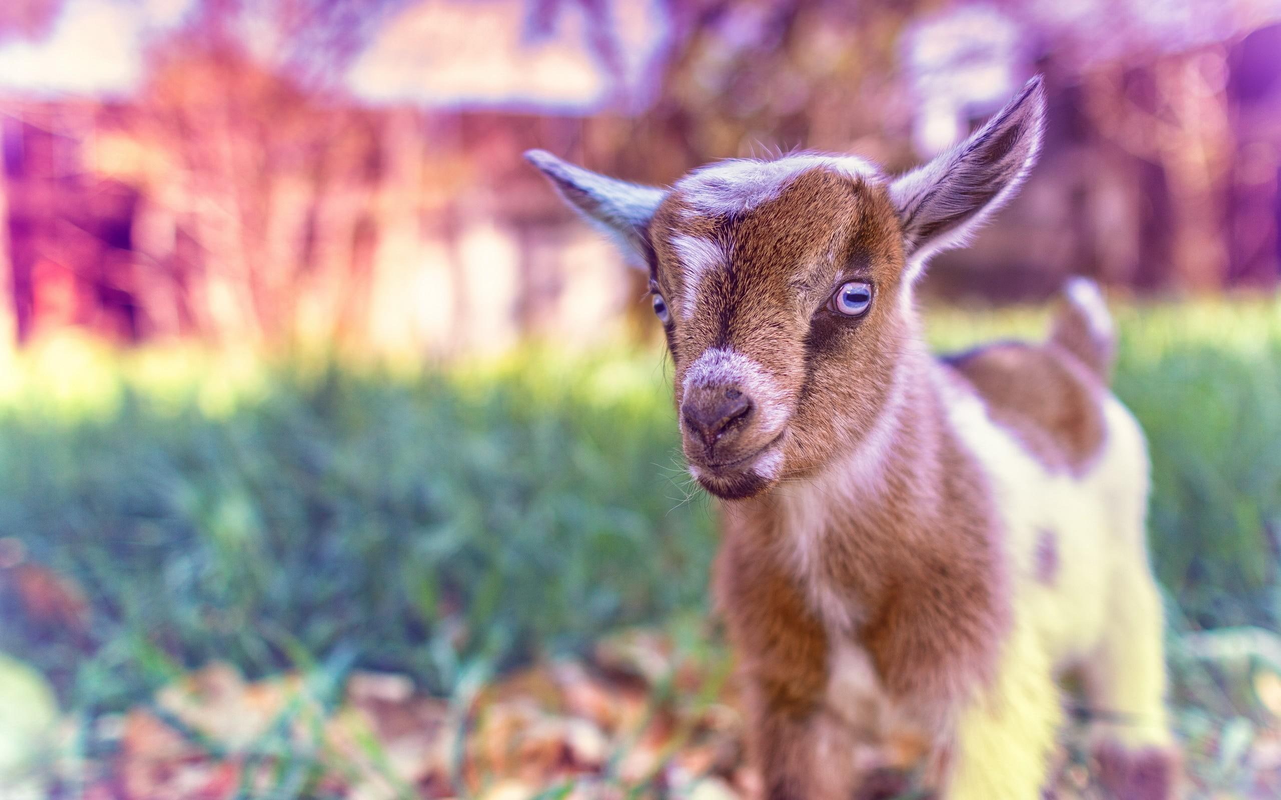 goat, cute, baby, pink, 2K, animals, HD Wallpaper