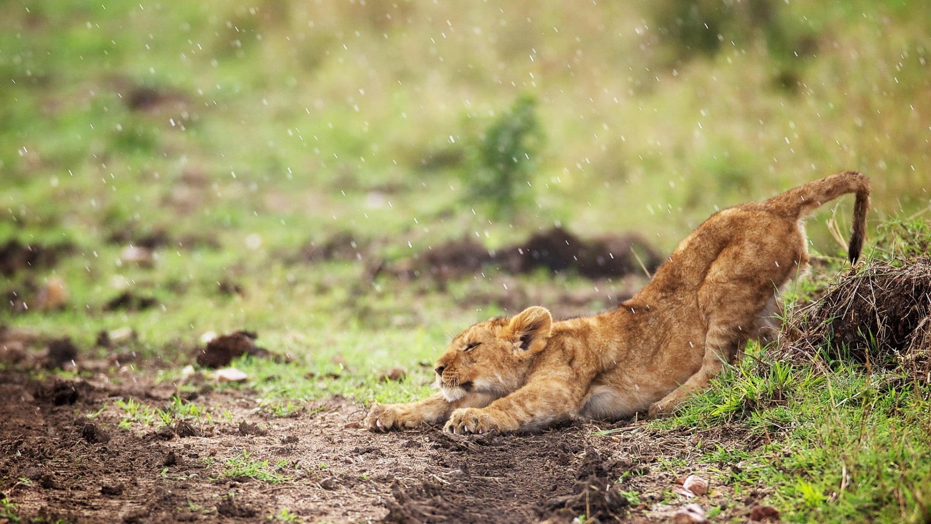 field, vertebrate, feline, day, animal themes, female animal, cub, rain, land, nature, animal wildlife, lion - feline, animals in the wild, group of animals, HD Wallpaper