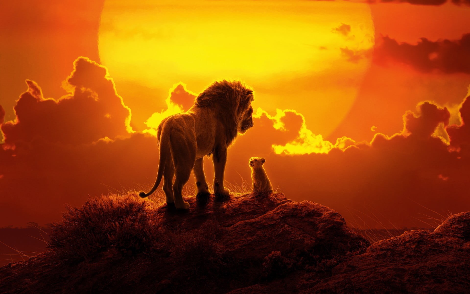 1080P, baby animals, animals, sunset, lion, The Lion King, nature, HD Wallpaper