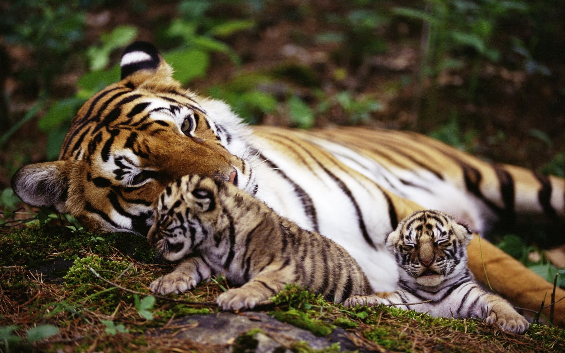 animal themes, striped, outdoors, big cats, nature, whisker, animal, plants, big cat, animals, cat, two, adult, tiger, vertebrate, land, animals in the wild, HD Wallpaper
