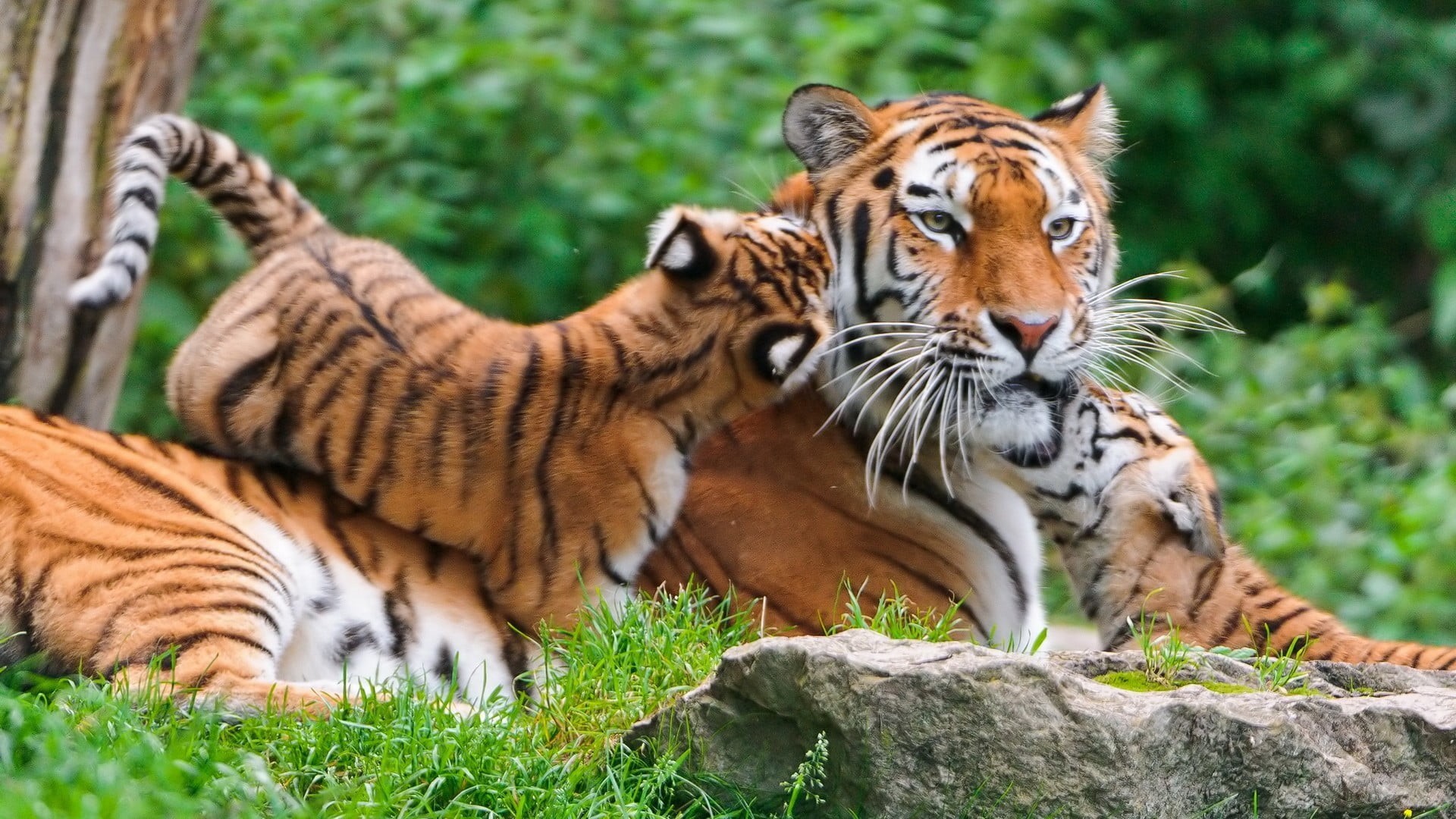 1080P, animal wildlife, outdoors, young animal, rock, animals, endangered species, whisker, cat, big cat, relaxation, mammal, baby animals, rock - object, HD Wallpaper