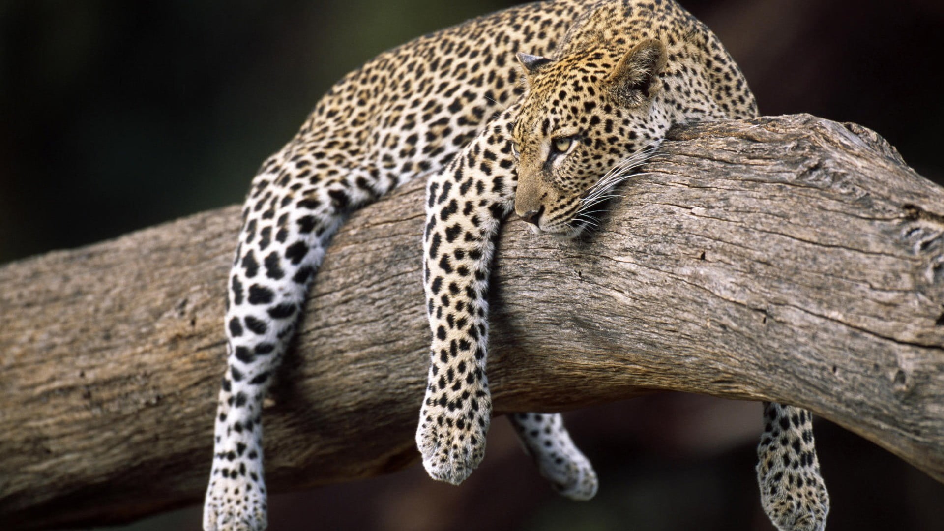hunting, animal, leopard (animal), animal themes, animal body part, spotted, feline, cat, no people, animals, nature, animals in the wild, focus on foreground, HD Wallpaper