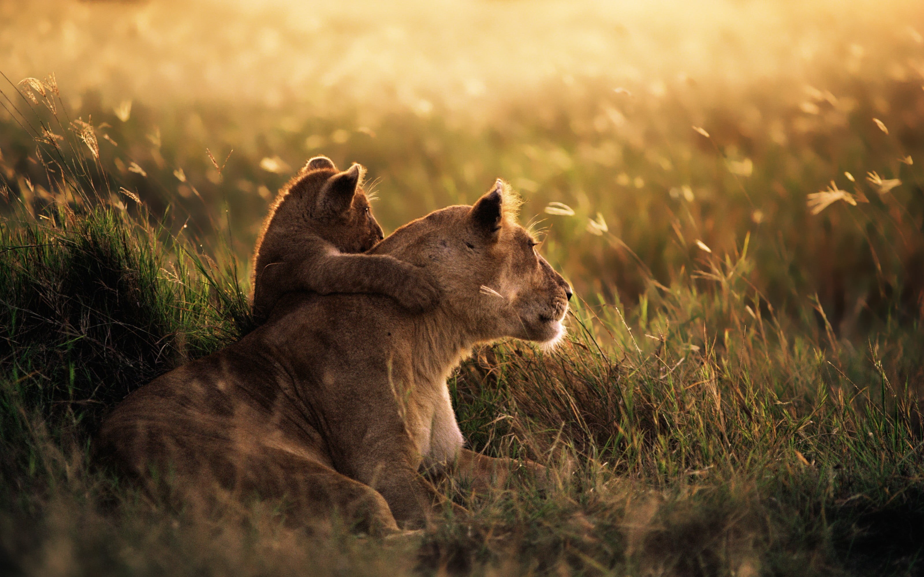 2K, no people, baby animals, animal family, anime, plant, mammal, cub, cat, vertebrate, animal wildlife, animal themes, selective focus, savannah, herbivorous, HD Wallpaper