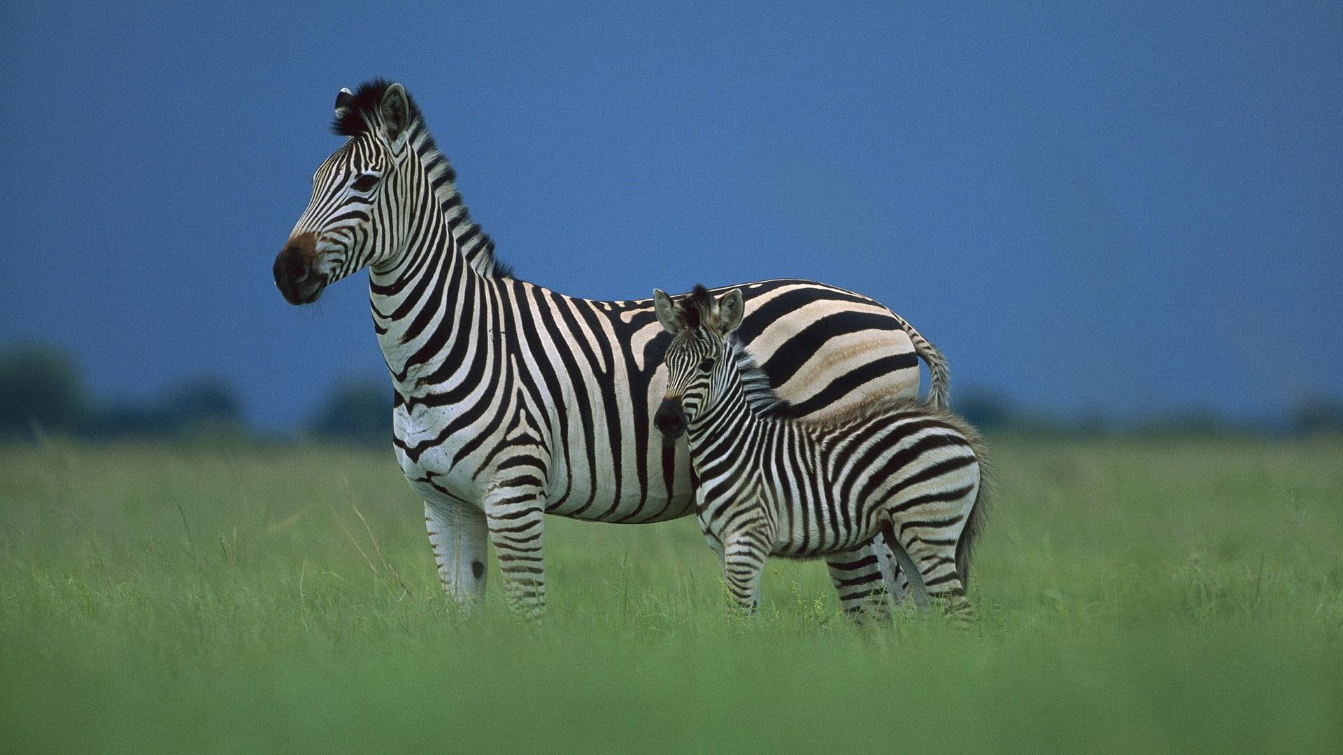 mother, zebra, cute, two, 1080P, animals, photo, baby, zebras, HD Wallpaper