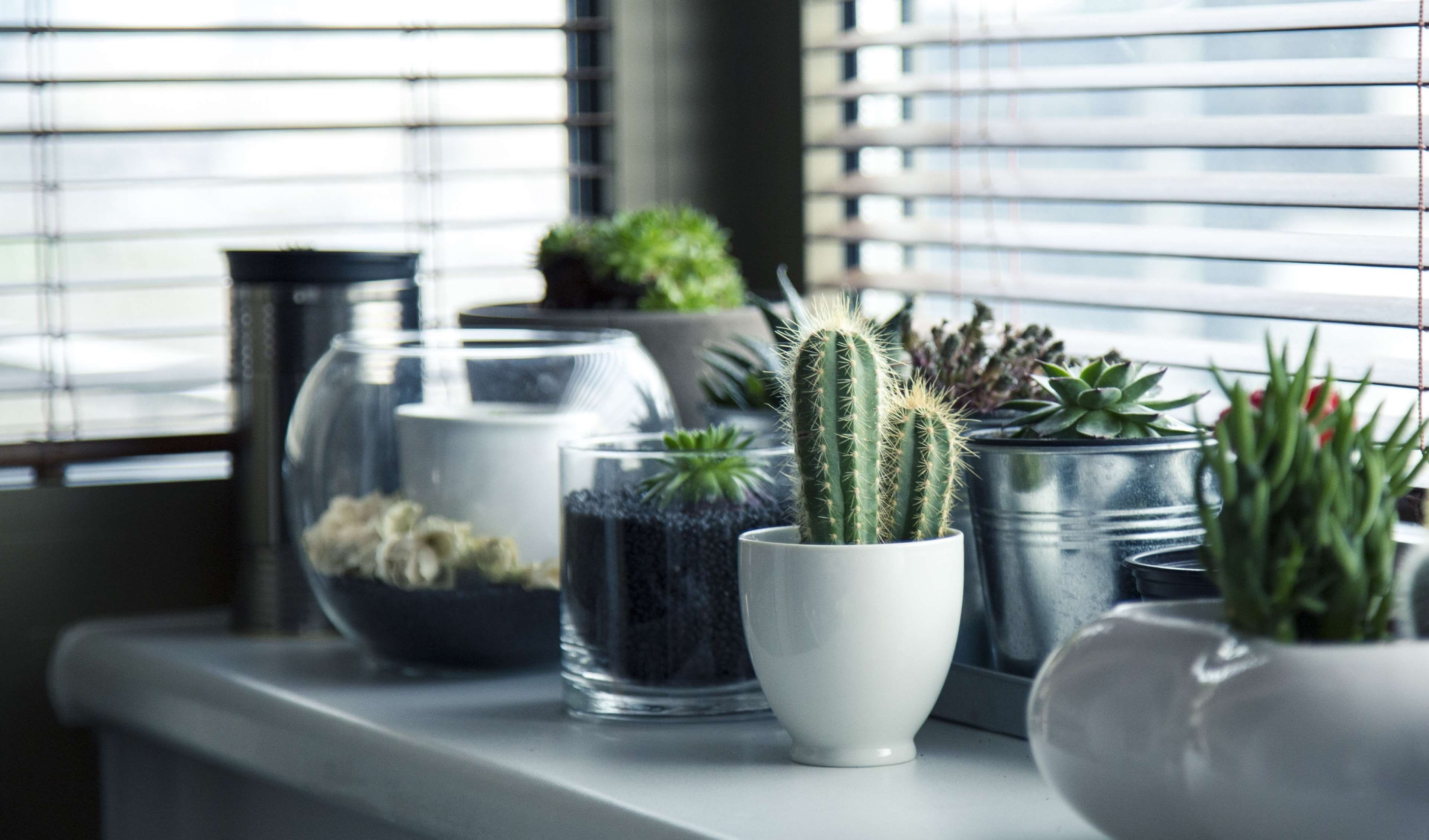 domestic room, home interior, succulent plant, modern, pot plants, plant, window, window sill, plants, no people, herb, houseplants, table, decoration, HD Wallpaper