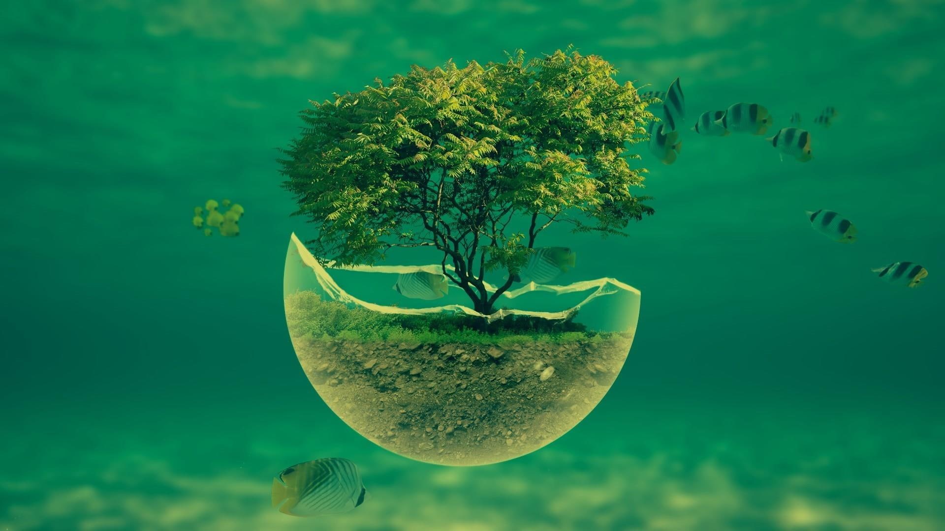 plant flowers, pot, cool, fantasy, 1080P, fish, HD Wallpaper