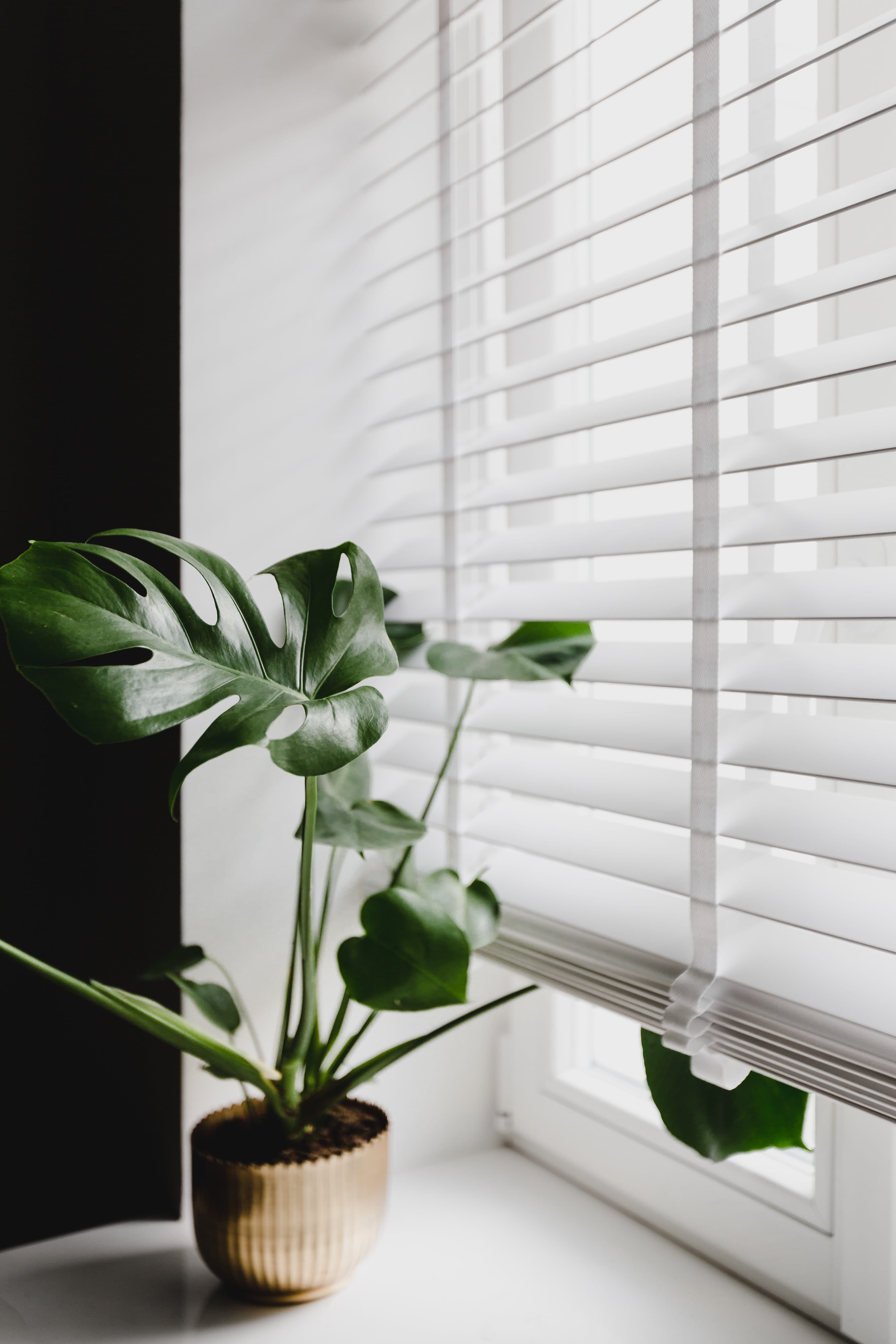 houseplant, nature, blinds, leaf, no people, plant part, home interior, flora, growth, potted plant, flower, table, white color, pot, flowering plant, green color, Phone HD Wallpaper