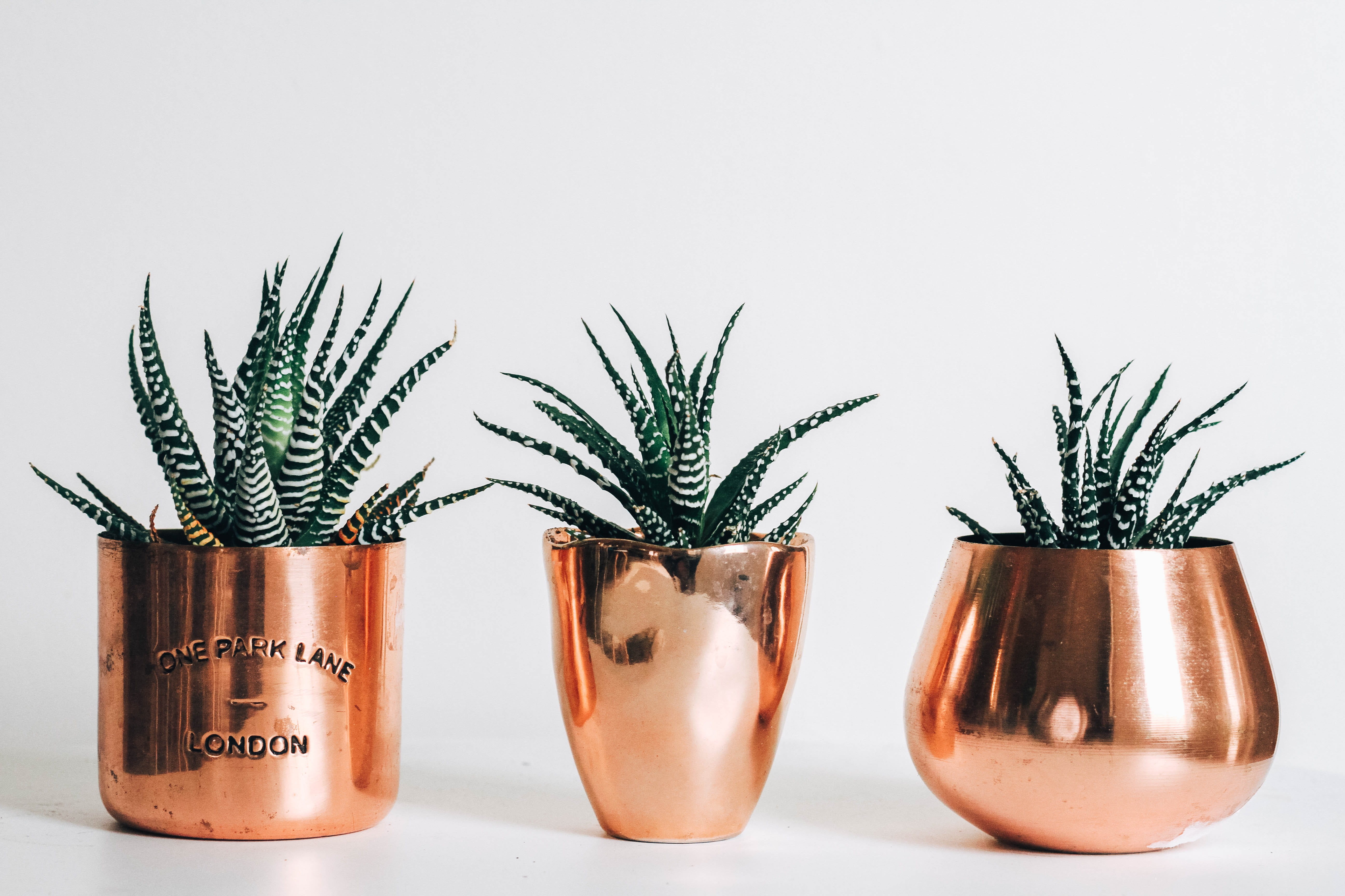 side by side, wall, no people, white background, food, herb, modern, indoors, gardening, rosemary, close-up, aloe, zebra plant, 3, tree, mid century modern, HD Wallpaper