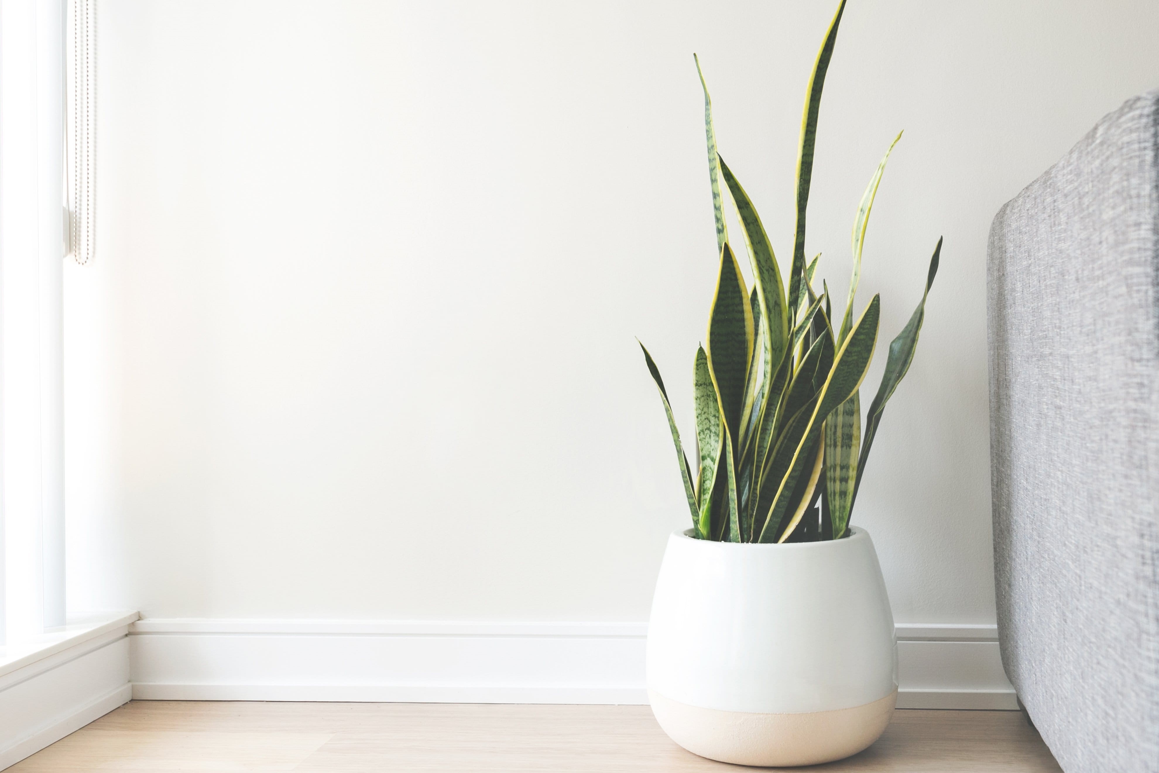 Living room, nature, plant, photo, white, bright, Furniture, vase, Home, houseplant, table, Leaves, wall - building feature, flower pot, home showcase interior, HD Wallpaper