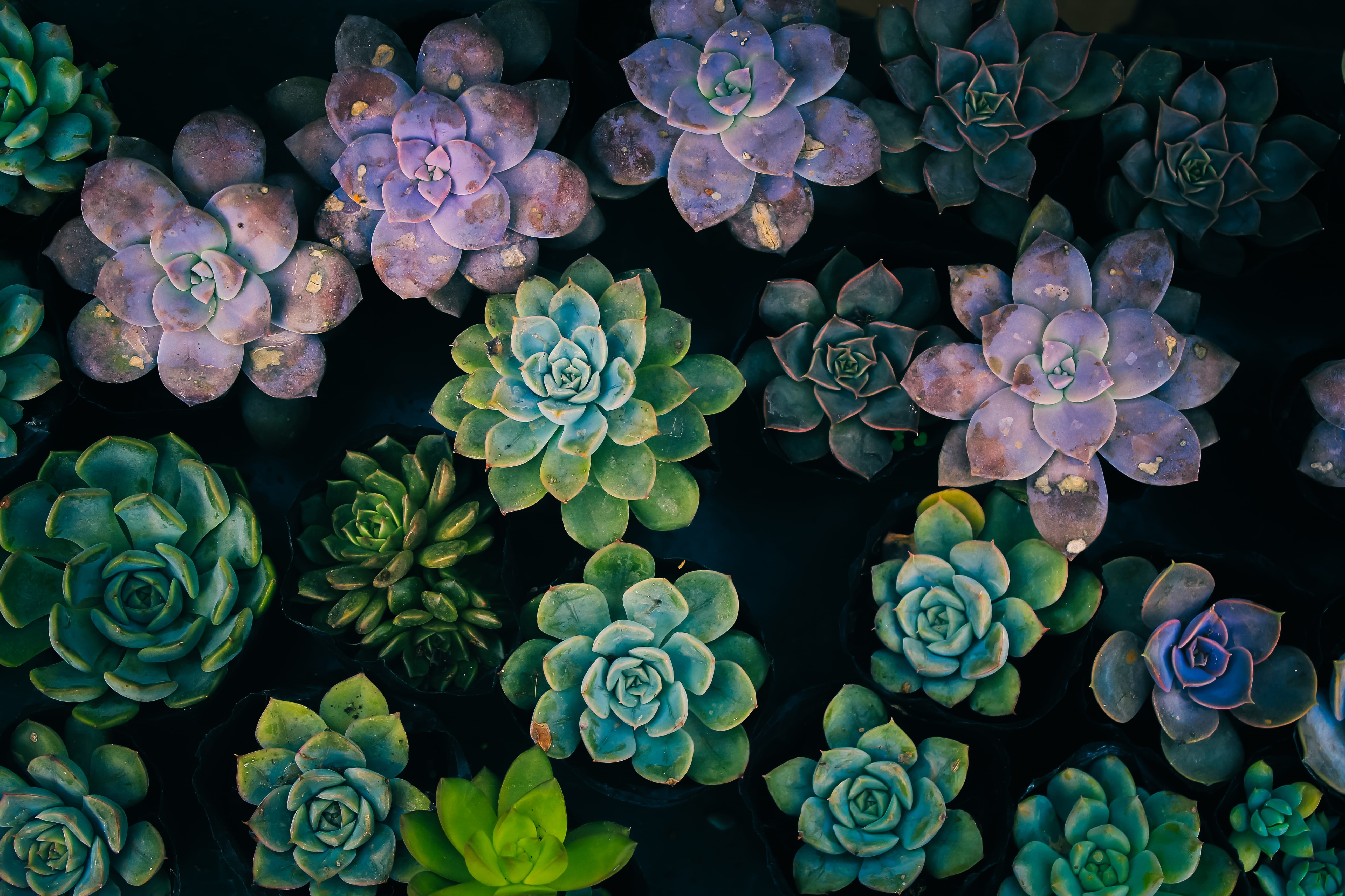 flower, indoors, full frame, vulnerability, succulent plant, directly above, petal, art, digital composite, green color, 5K, potted plant, plant, herbs, HD Wallpaper