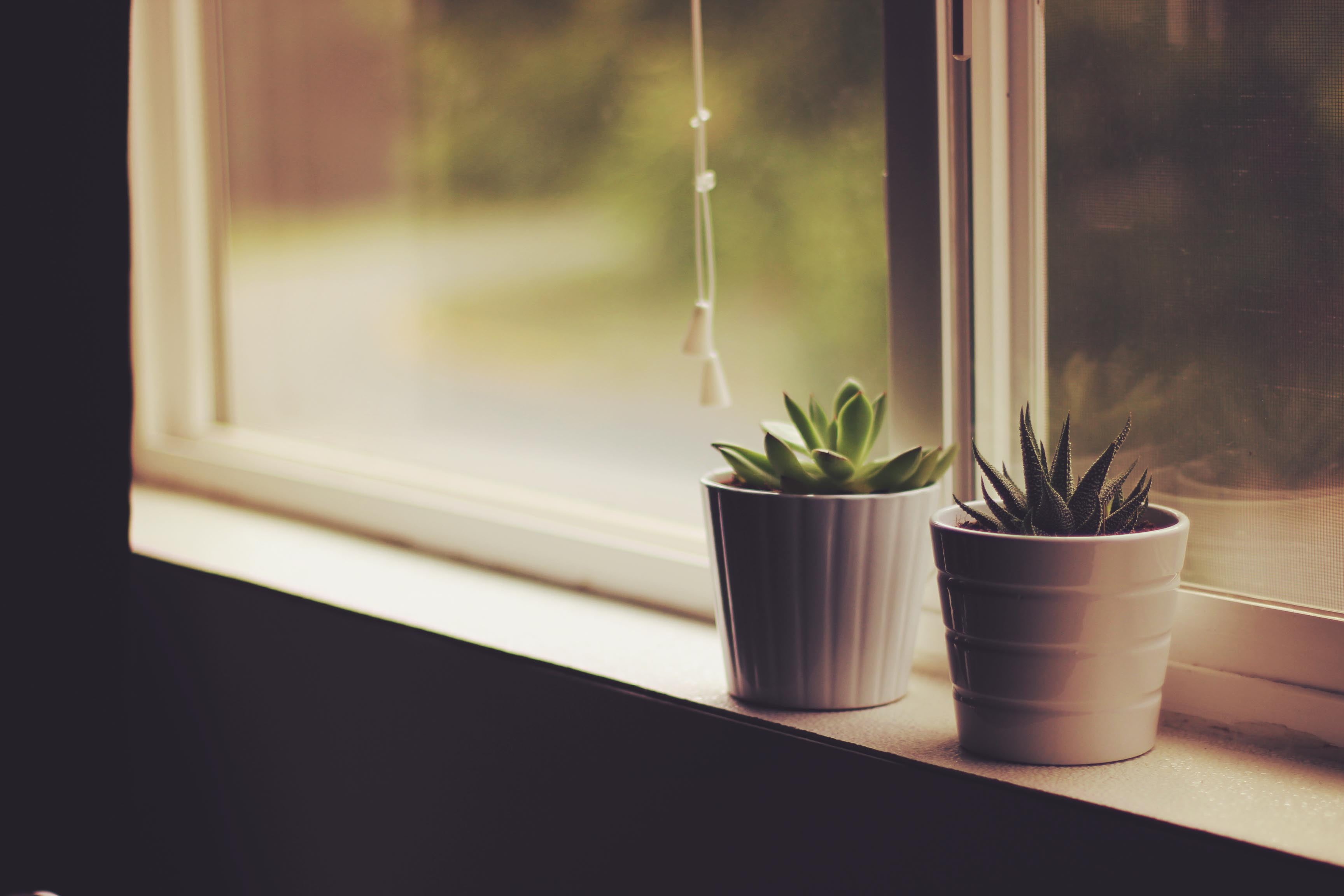 wood - Material, succulent plant, modern, window Sill, office, business, day, flower, green Color, cup, lifestyles, growth, flower Pot, houseplant, 2K, HD Wallpaper