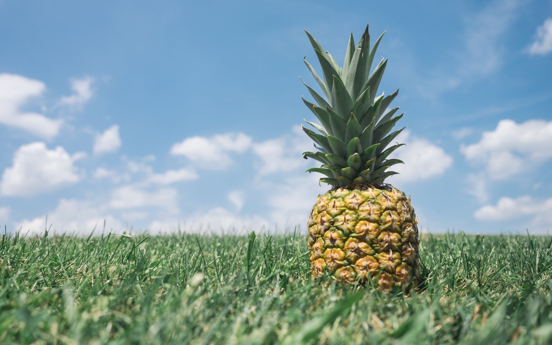 pineapple, nature, grass, plant, cloud - sky, sky, wellbeing, no people, growth, green color, land, food, food and drink, freshness, 1080P, agriculture, HD Wallpaper