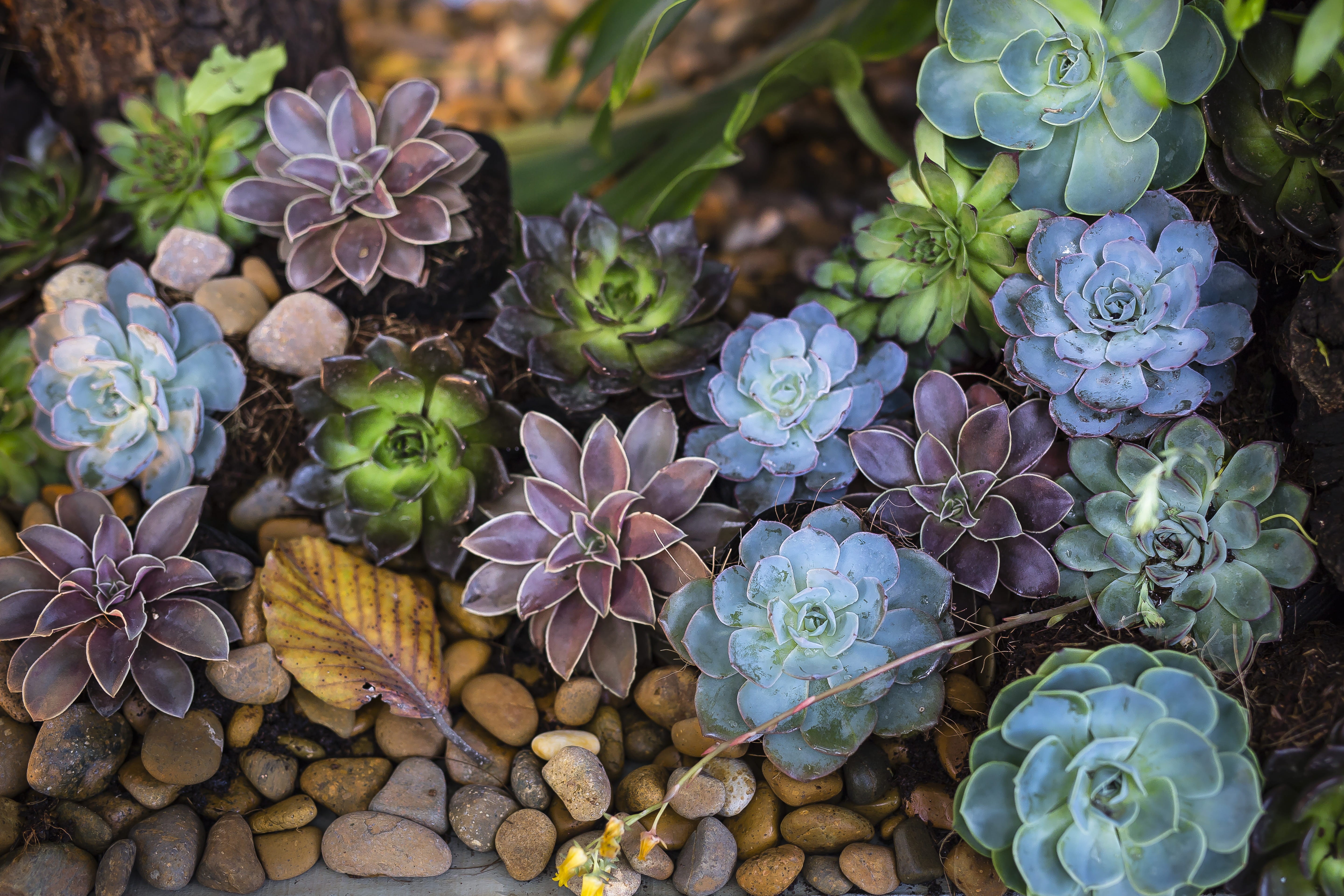 day, garden, flowers, ornamental garden, stones, choice, green, outdoors, plant, nature, bunch of flowers, beauty in nature, petal, bright, no people, leaf, HD Wallpaper