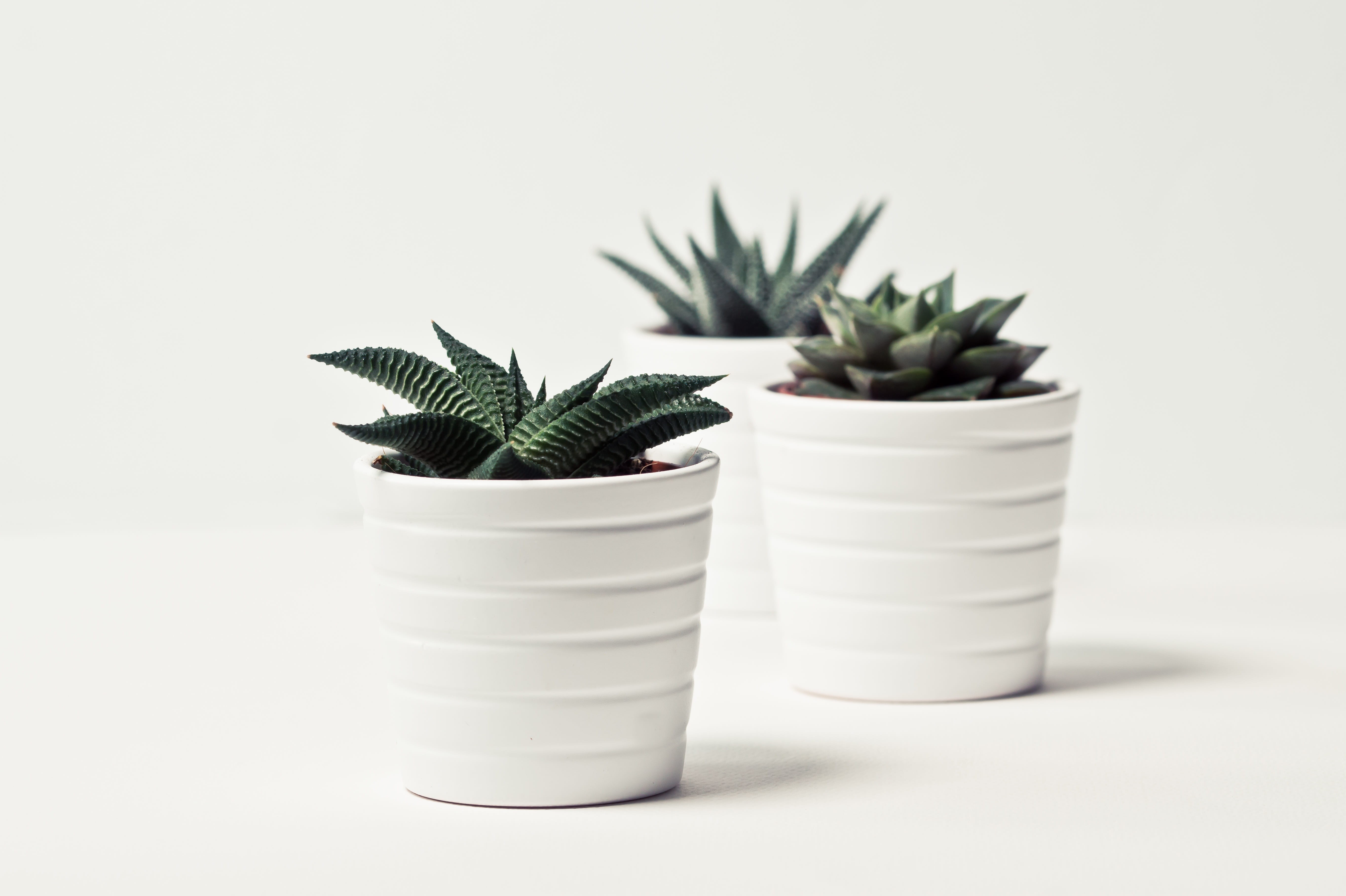 close-up, copy space, white background, plant part, indoors, studio shot, plant, succulents, white, potted plant, green color, large group of objects, nature, HD Wallpaper