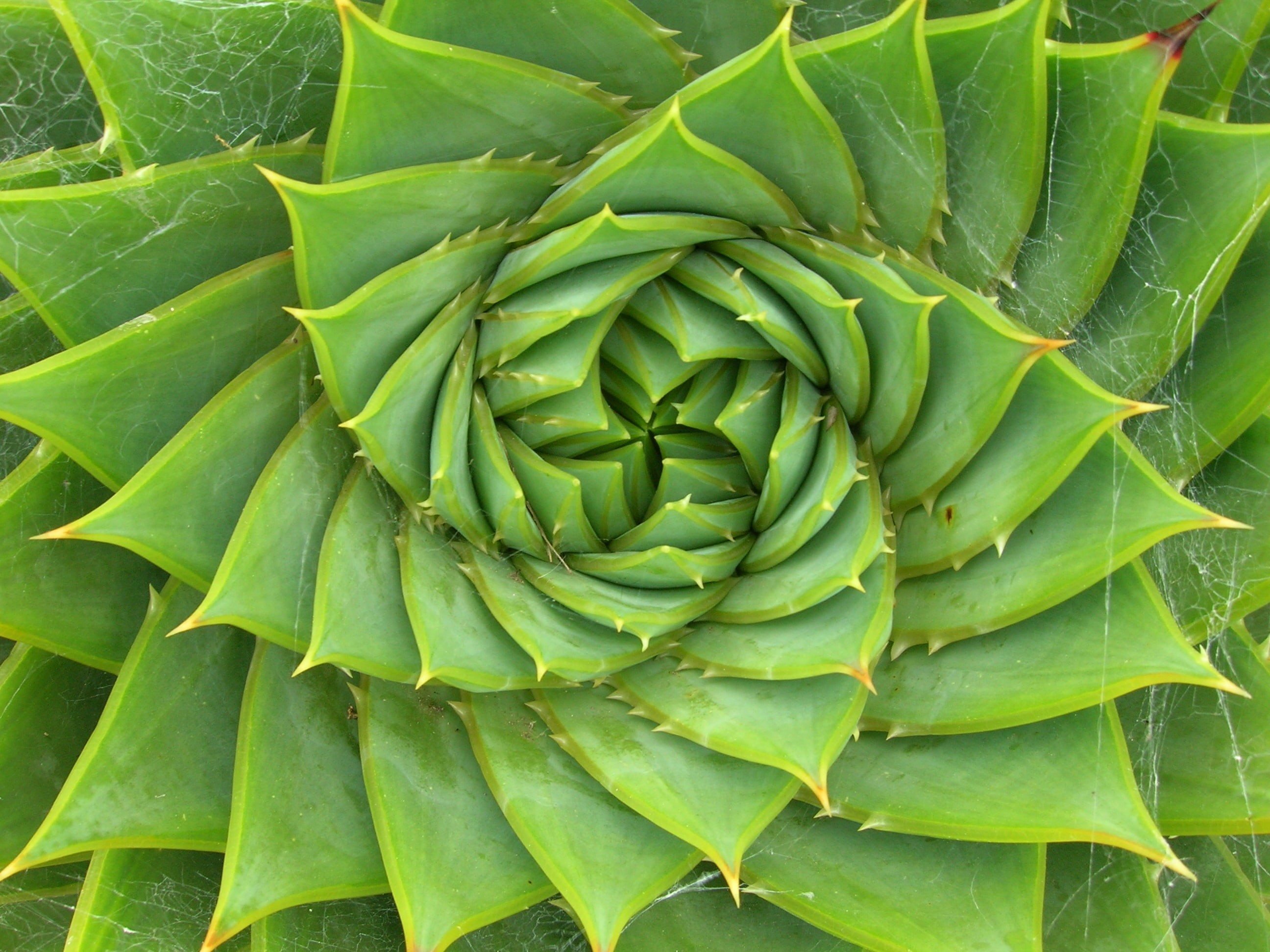 succulent plant, COTC, nature, Paloma, kingdom=Plantae, Lesotho, plant, wikimedia, green, Garden, growth, brew, ex, siXsiXsiX, explore, Monocot, food, Spiral Aloe, HD Wallpaper