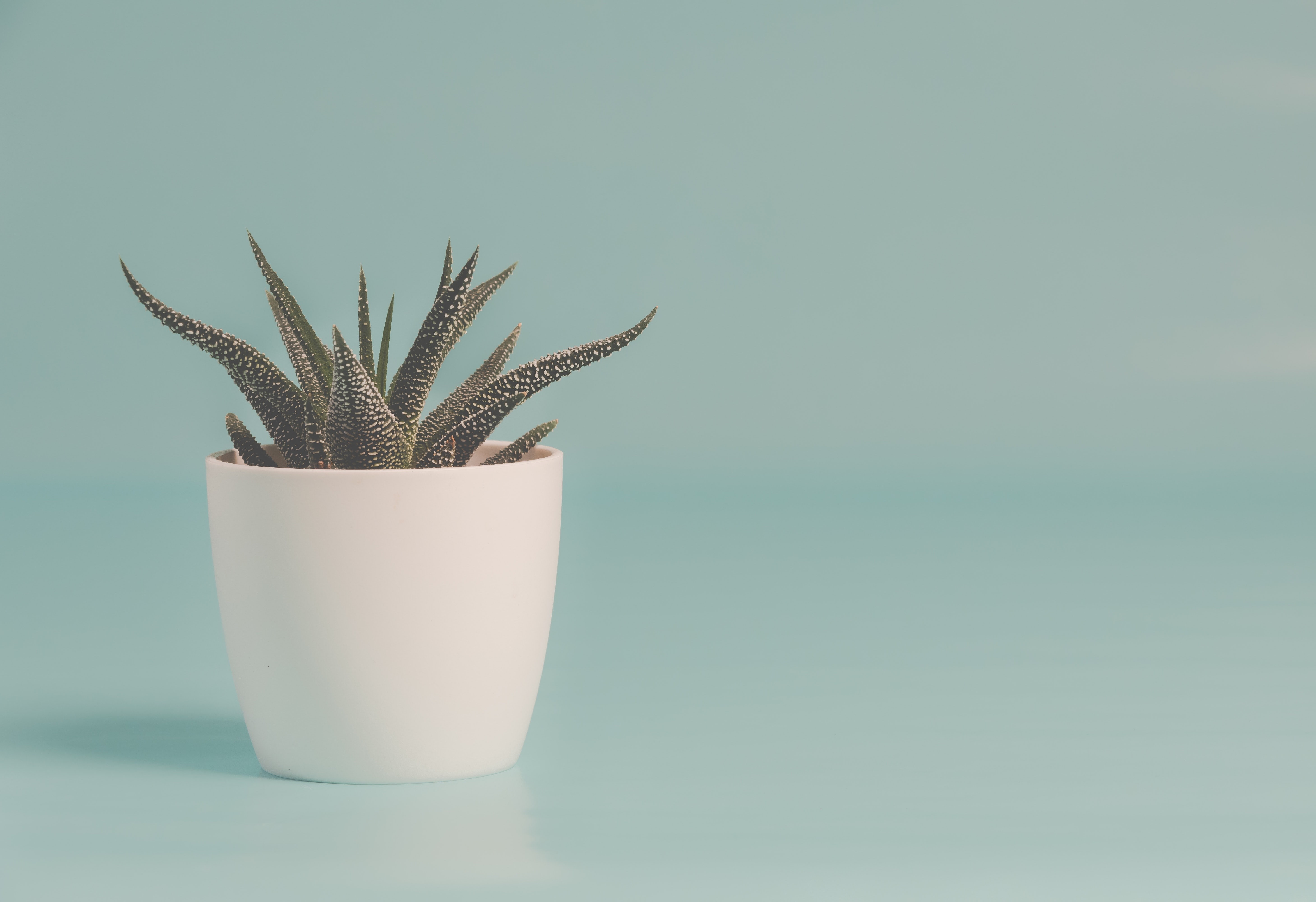 colored background, minimalism, container, indoors, wall - building feature, food, nature, potted plant, plants, table, blue background, clean, succulent, HD Wallpaper