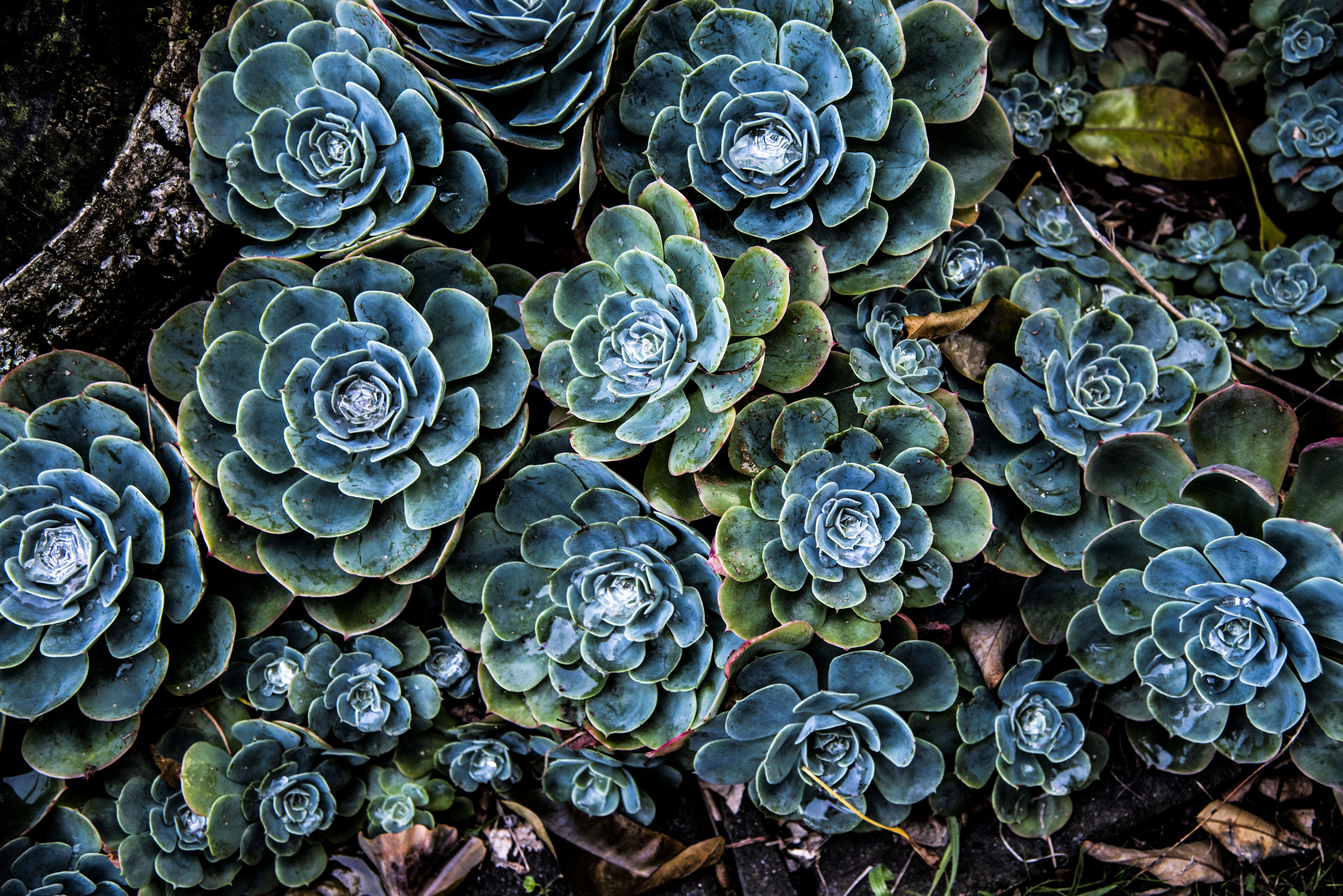 new, 5K, desktop background, abundance, nature, fractal, beauty in nature, moon, growth, full frame, art, succulent plant, carbon fiber, outdoors, green color, HD Wallpaper