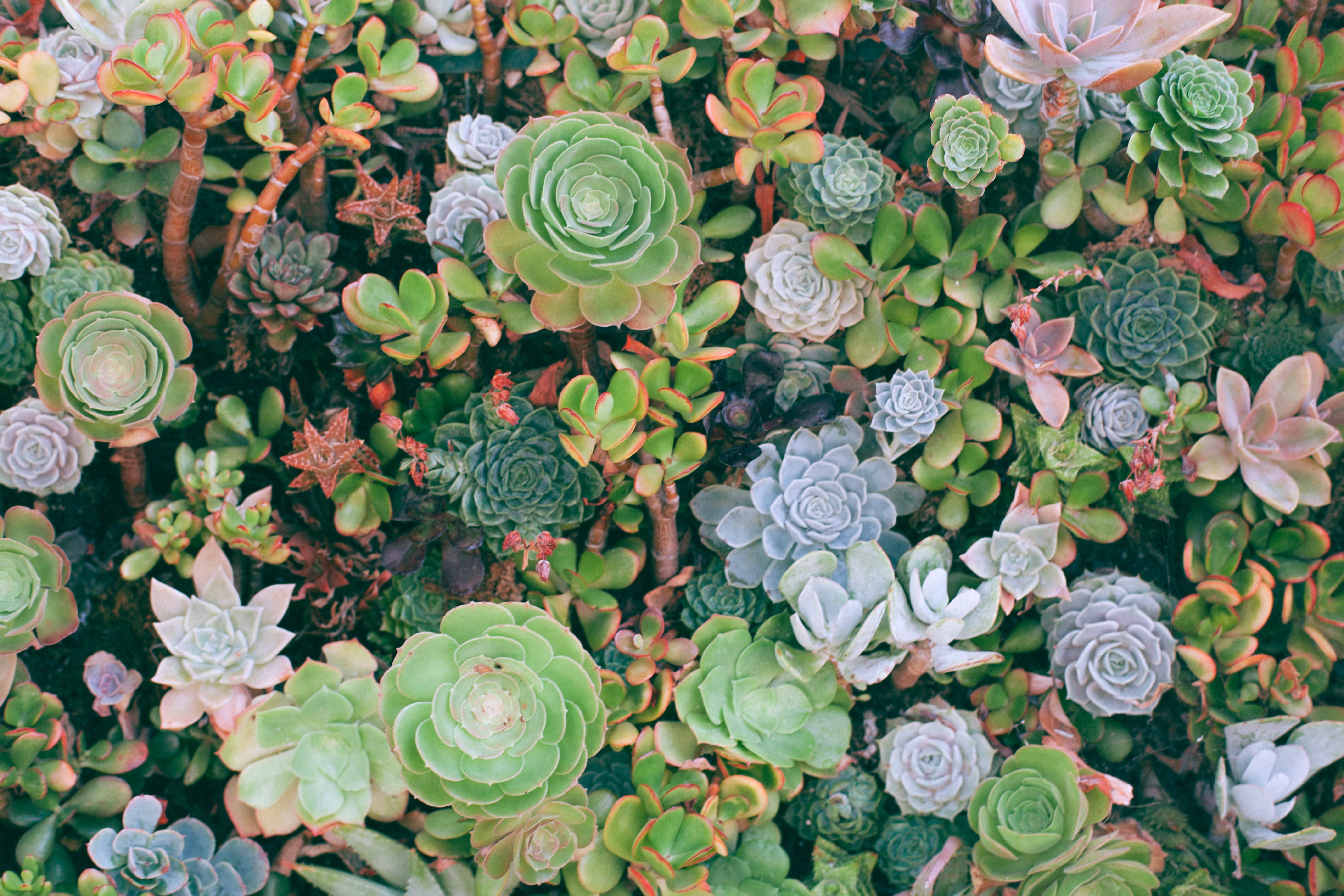 no people, choice, plant, top, day, los angele, flora, flower, outdoors, flowering plant, directly above, juicy, fragility, beauty in nature, succulent, HD Wallpaper