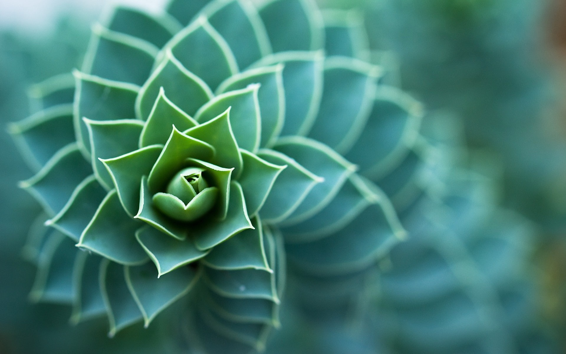1080P, succulent, plants, macro, depth of field, leaves, nature, HD Wallpaper