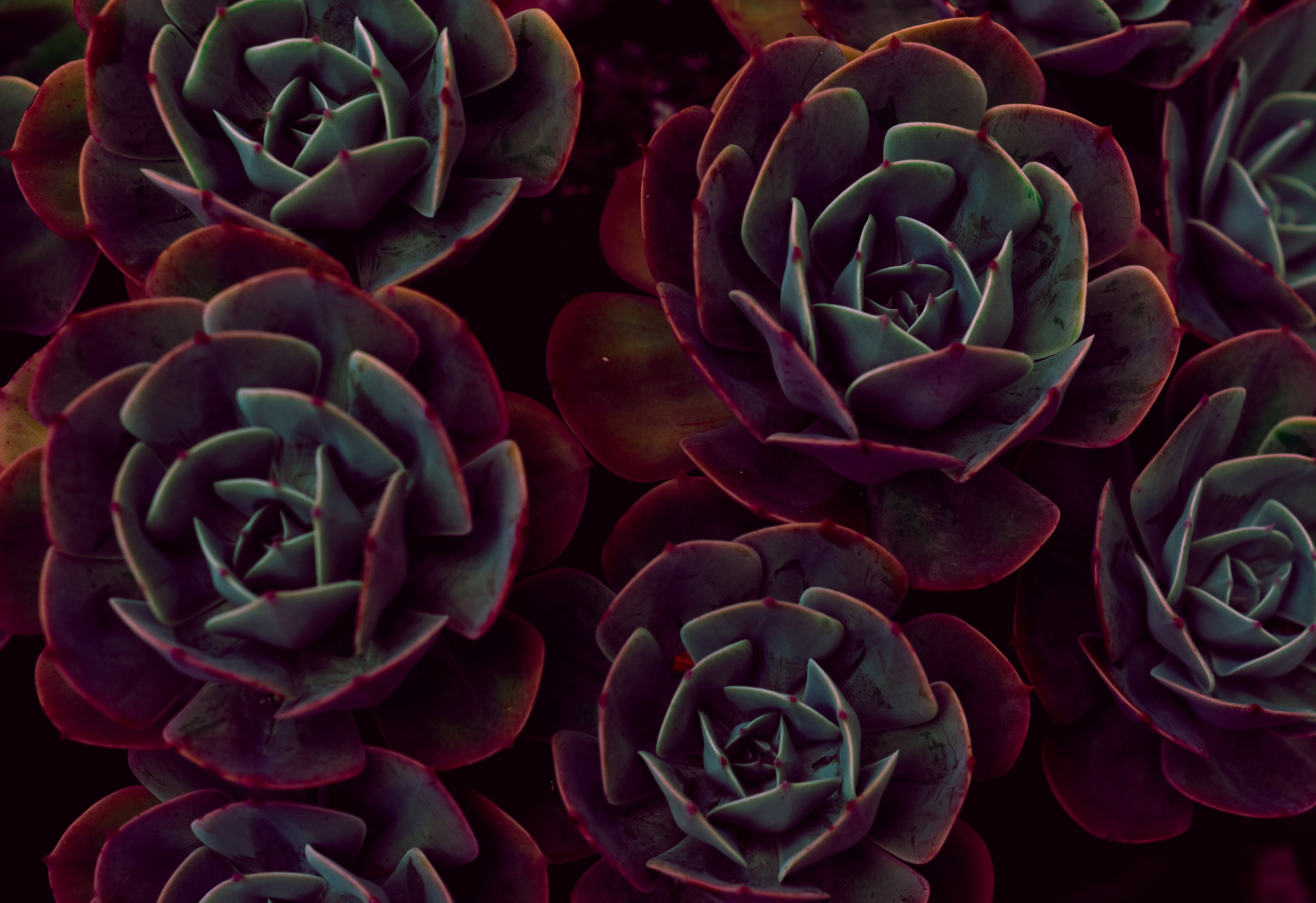 macro, full frame, outdoors, echeveria, vulnerability, fragility, green Color, natural pattern, cactus, color Image, petal, flower, growth, flower head, HD Wallpaper