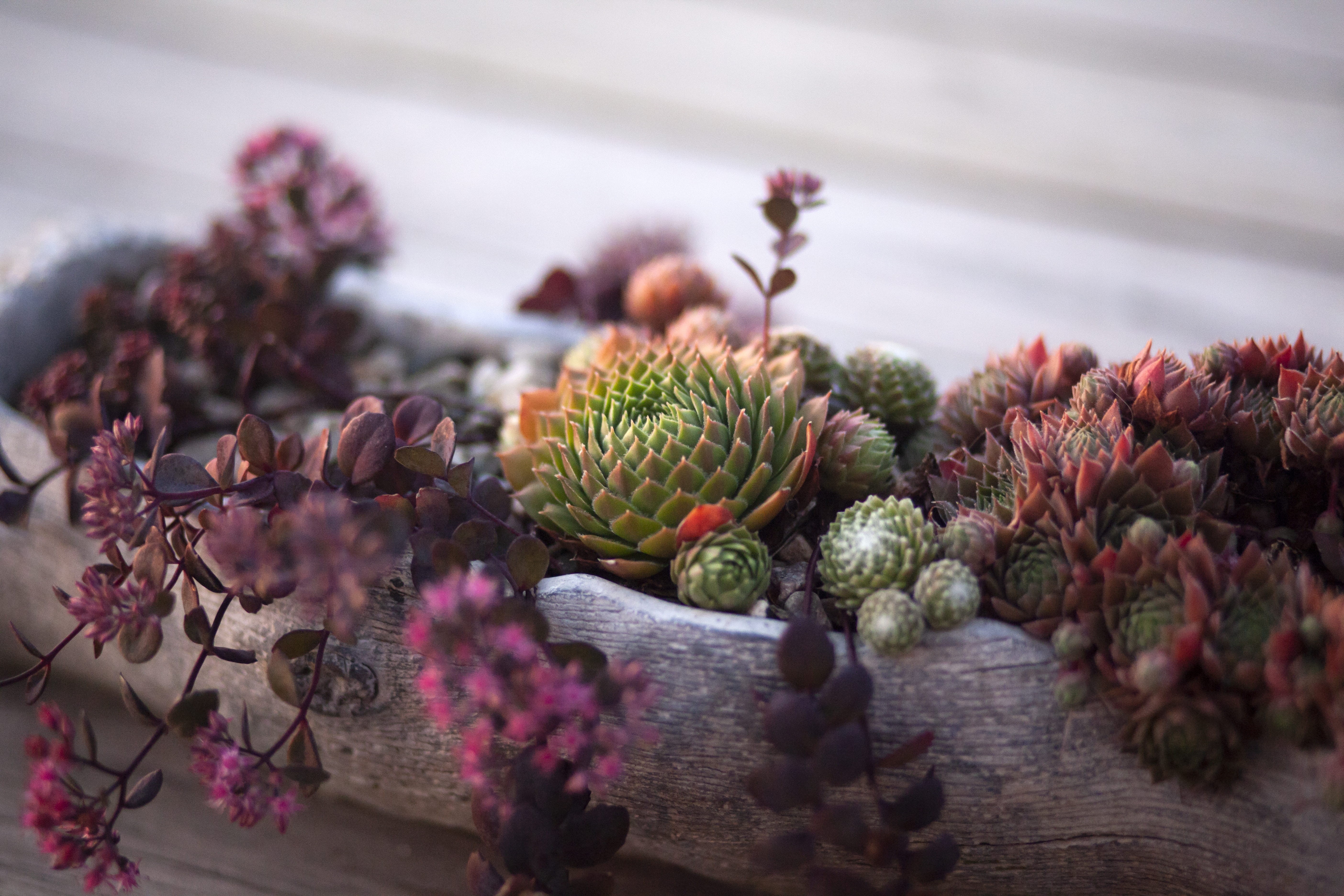 decor, cape, season, brown, cacti, 5K, no People, close-up, leaves, fir Tree, nature, wood - Material, celebration, tree, cactus, red, christmas, pine Cone, HD Wallpaper