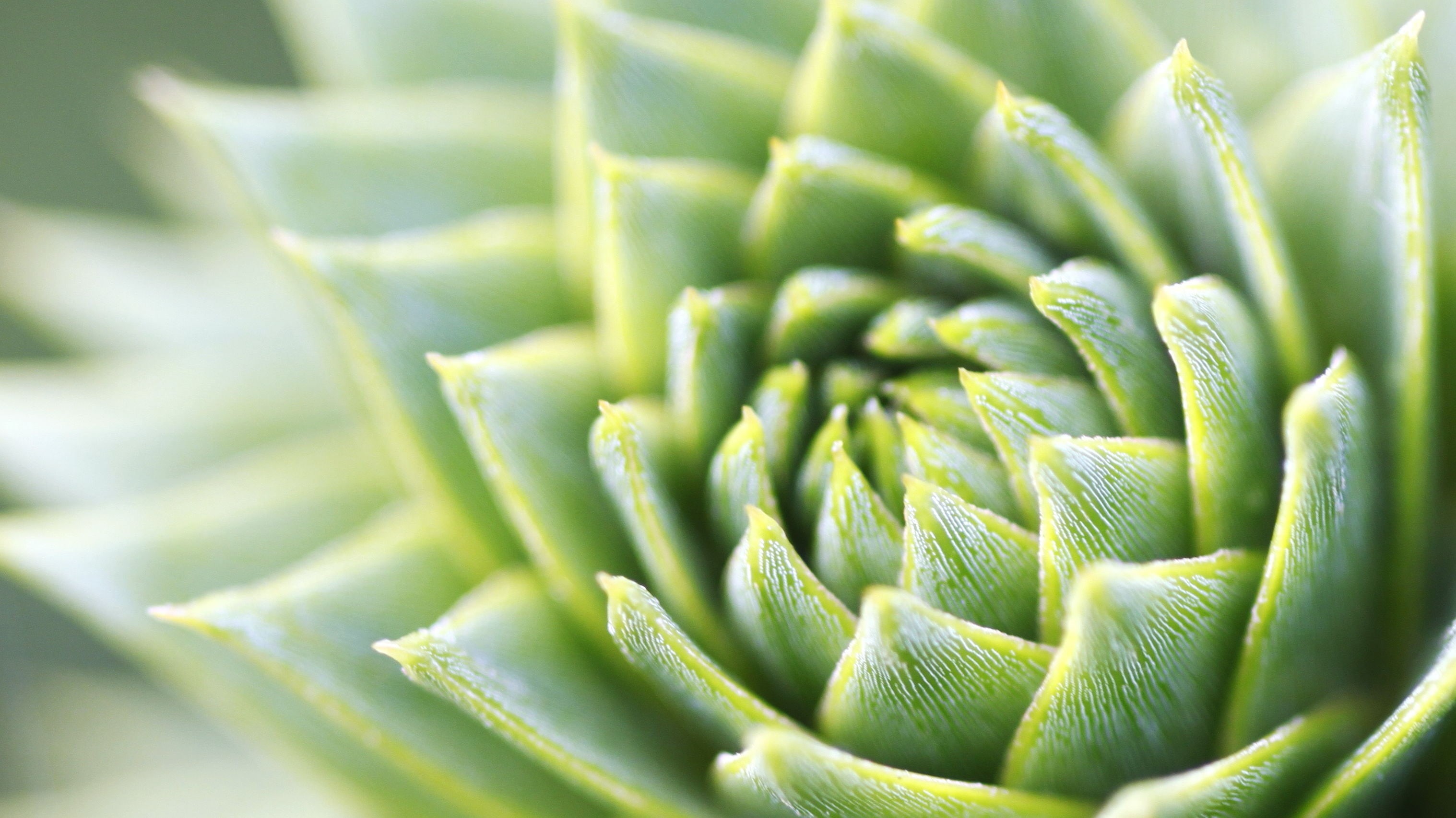 plant, food and drink, selective focus, succulent plant, freshness, food, macro, healthy eating, plants, day, growth, plant part, palm leaf, outdoors, soft focus, HD Wallpaper