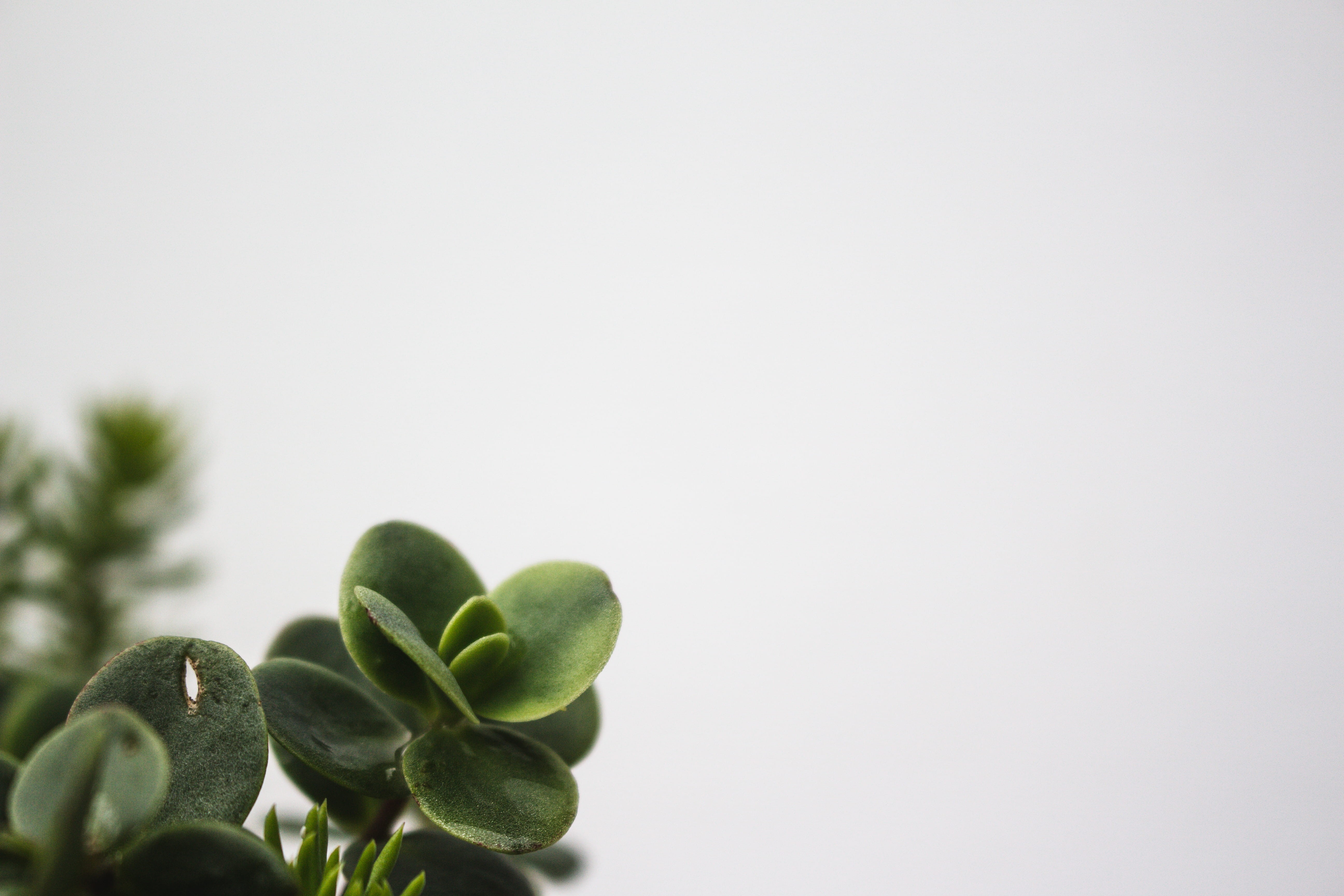 quote photo, united states, day, succulent, clean, growth, succulents, selective focus, white space, cut out, beauty in nature, leaves, copy space, white background, HD Wallpaper