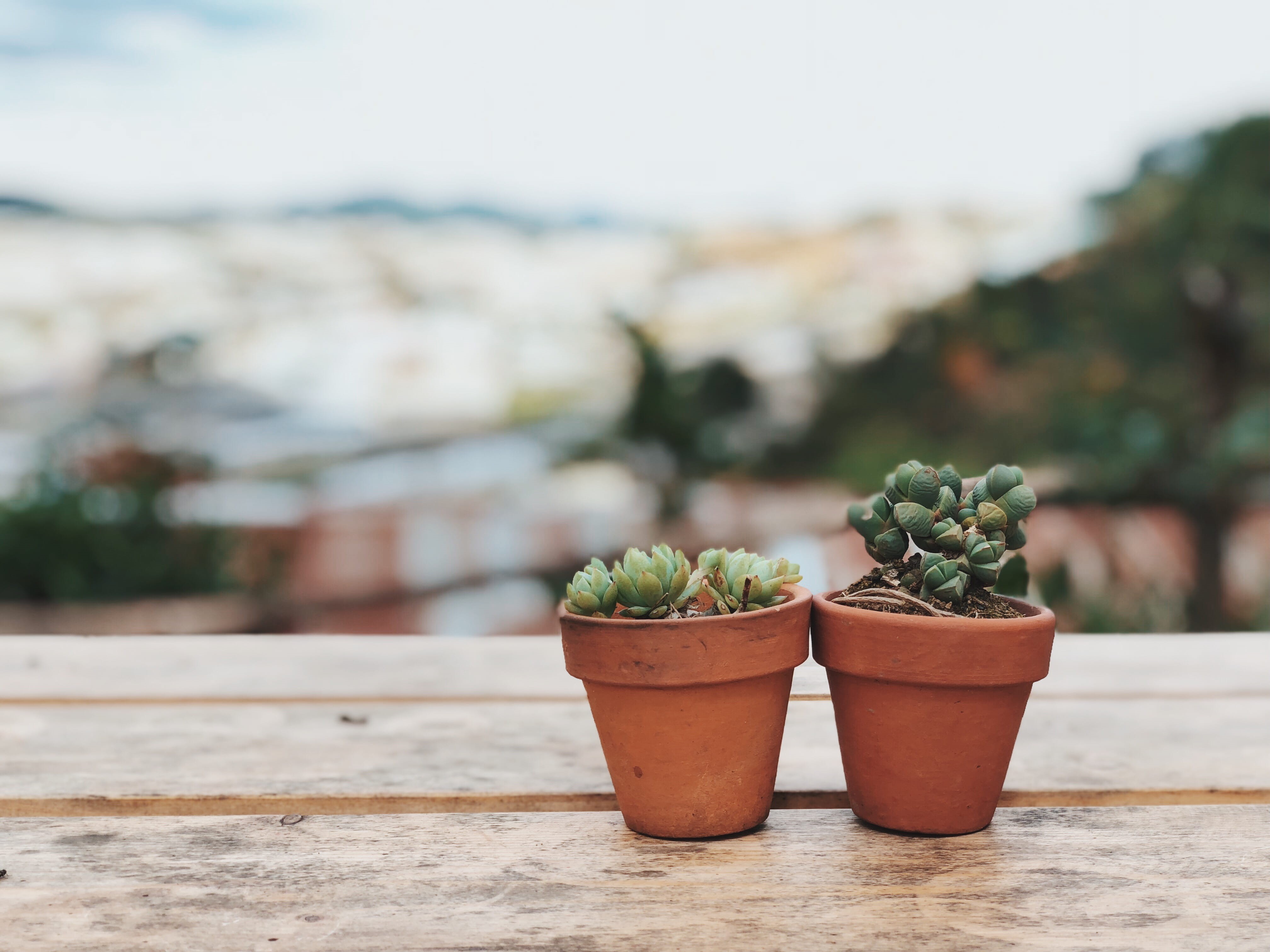 focus on foreground, two, beauty in nature, plant, 4K, wall, outdoors, close-up, cactus, flower pot, nature, macro, plants, potted, no people, succulent plant, HD Wallpaper