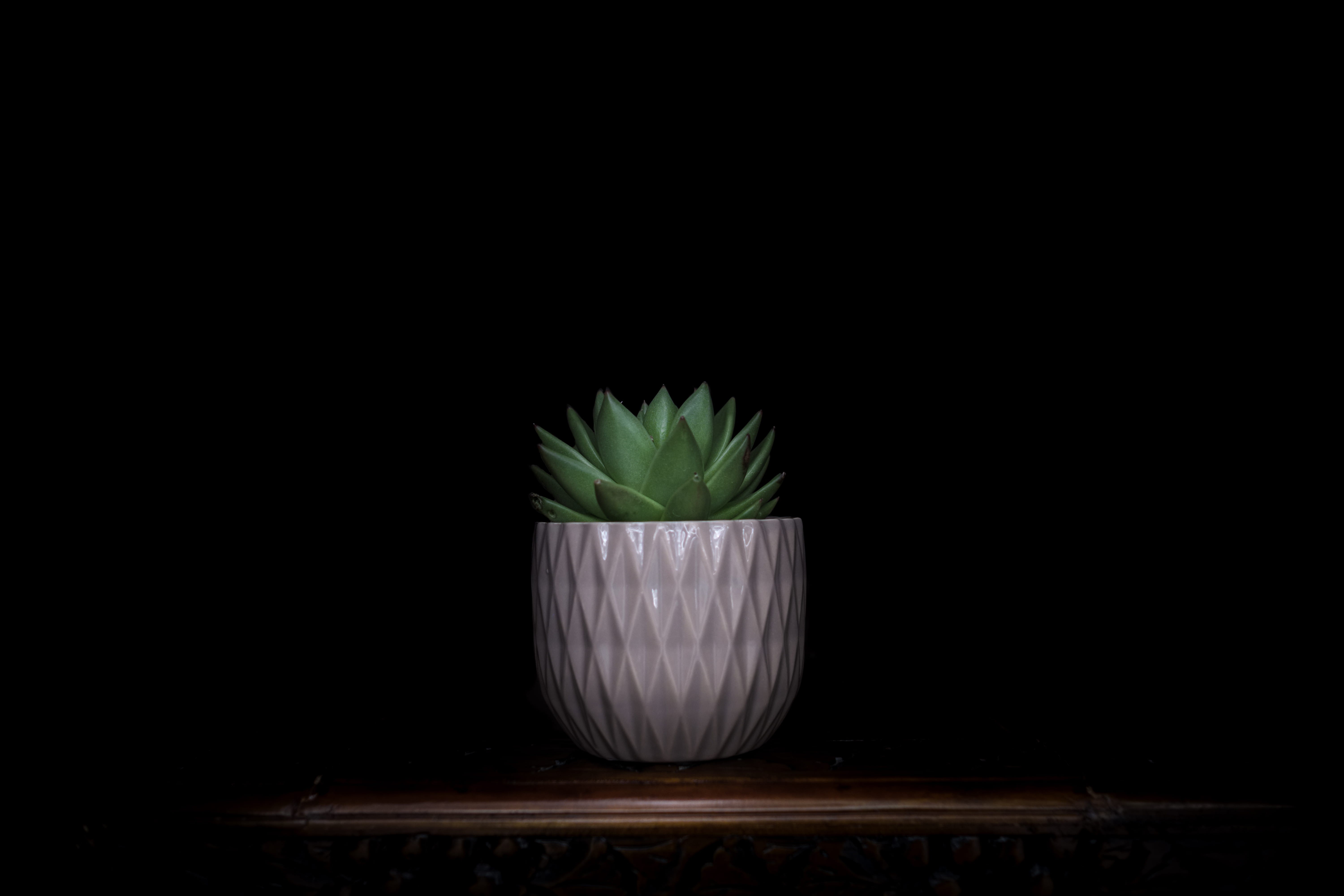 no people, potted plant, studio shot, light painting, minimalist, plant part, succulent plant, fujifilm, food and drink, plant, green, houseplant, freshness, HD Wallpaper