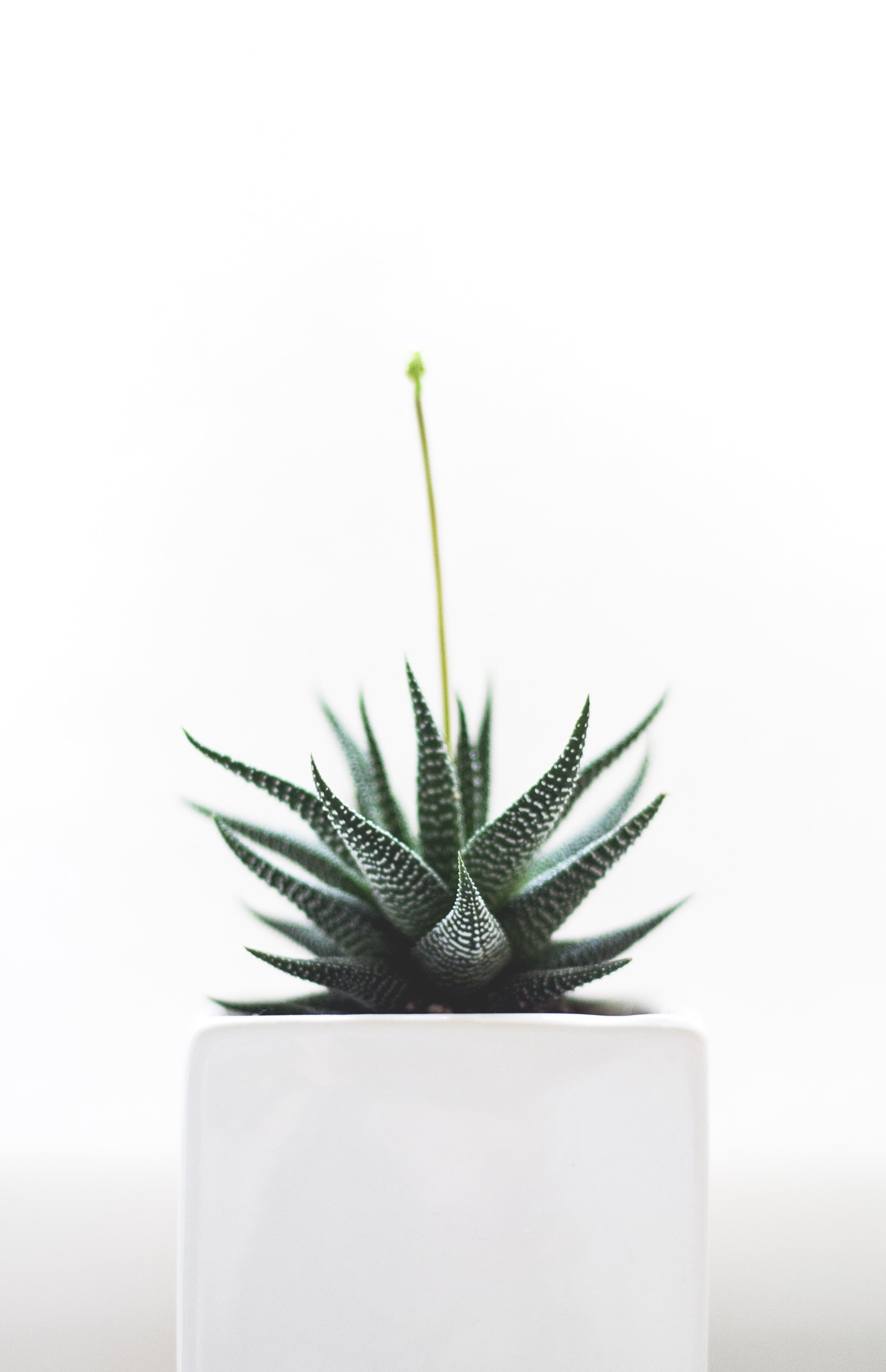 potted plant, cactus, still life, close-up, leaf, plant part, succulents, indoors, plants, clean, copy space, growth, green, green color, snake, studio shot, Phone HD Wallpaper