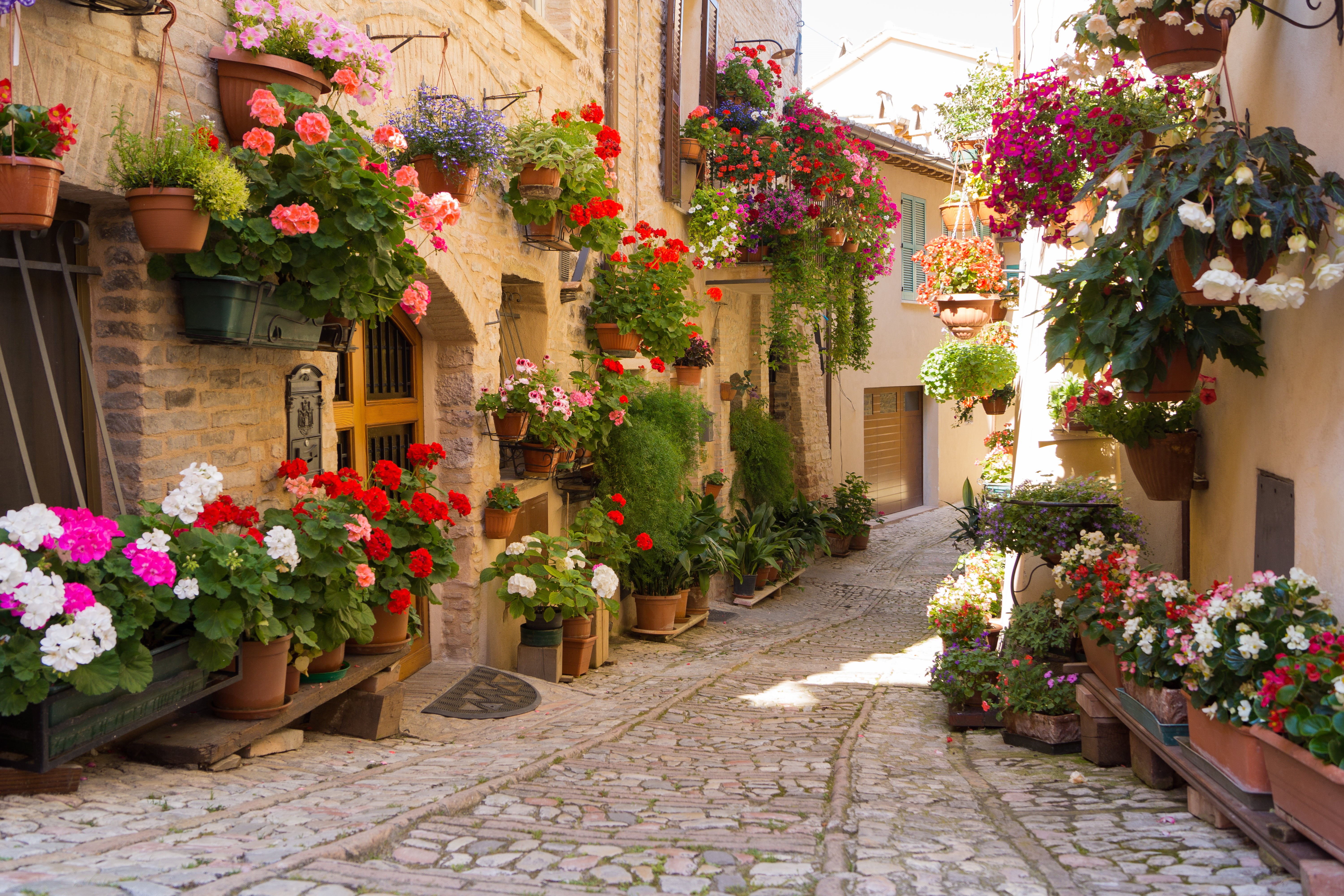 Greece, plant, europe, bouquet, outdoors, day, variation, growth, footpath, vulnerability, house, multi Colored, no People, street, summer, beauty in nature, HD Wallpaper