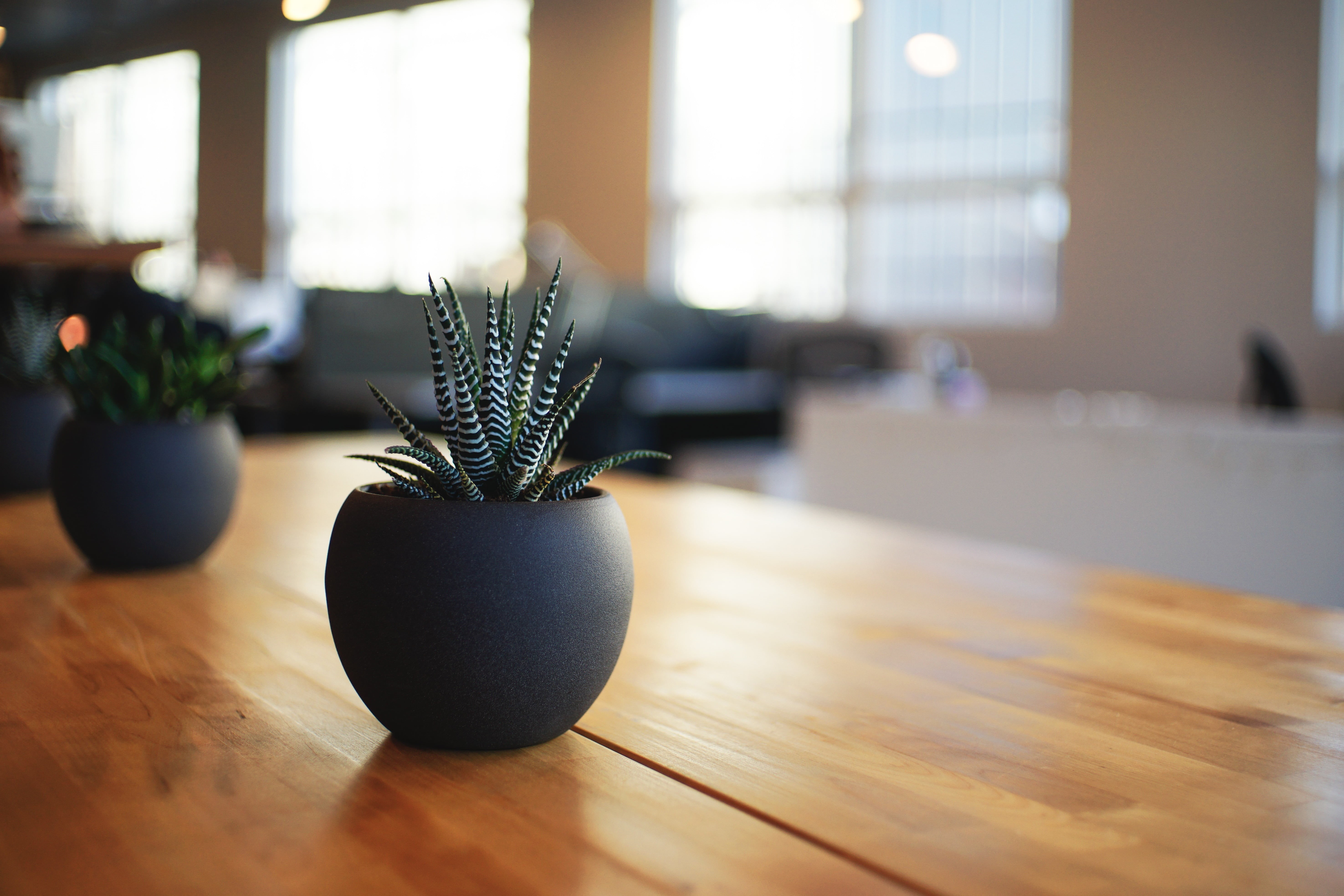 desk, empty, decor, wood, no People, plant, domestic Room, furniture, green, day, pot, close-up, vase, home Interior, 5K, table, snake, wood - Material, HD Wallpaper