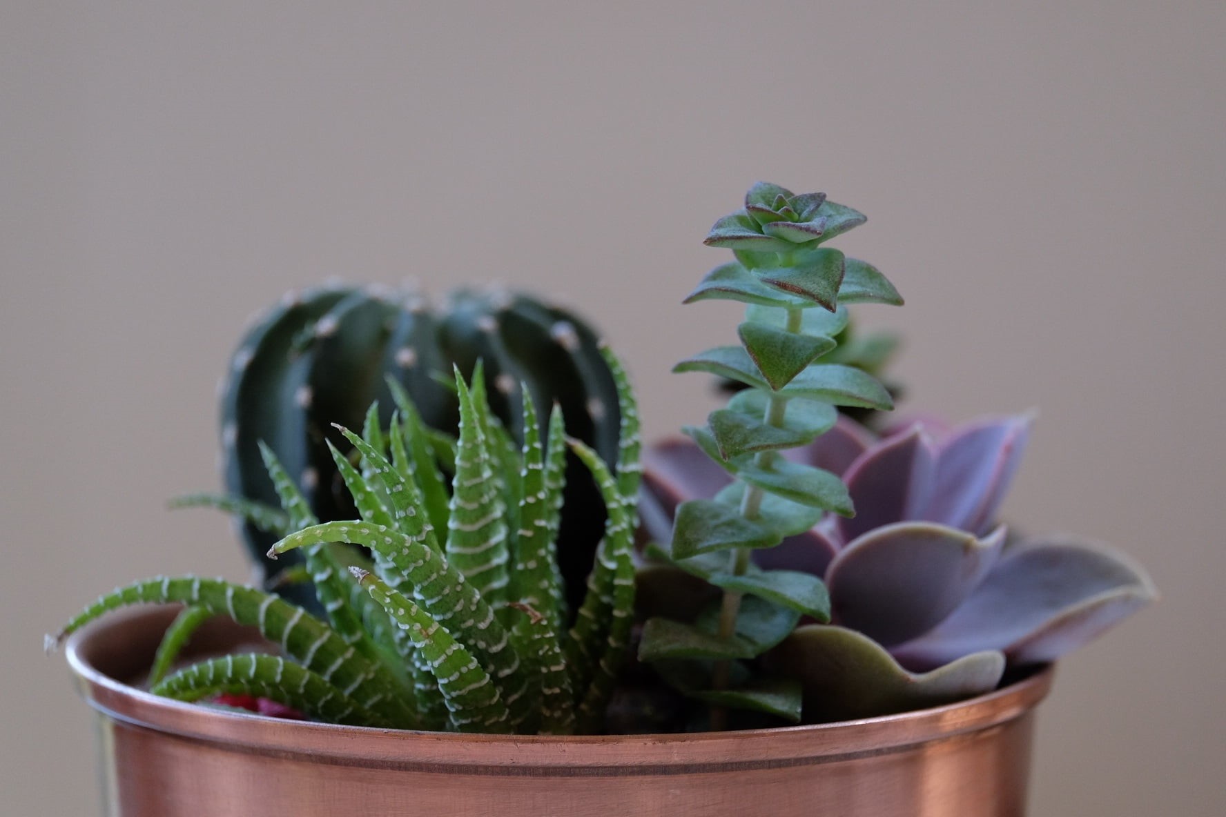 plant, green color, close-up, plant part, succulent plant, flowers, leaf, focus on foreground, succulent, nature, potted plant, indoors, beauty in nature, HD Wallpaper
