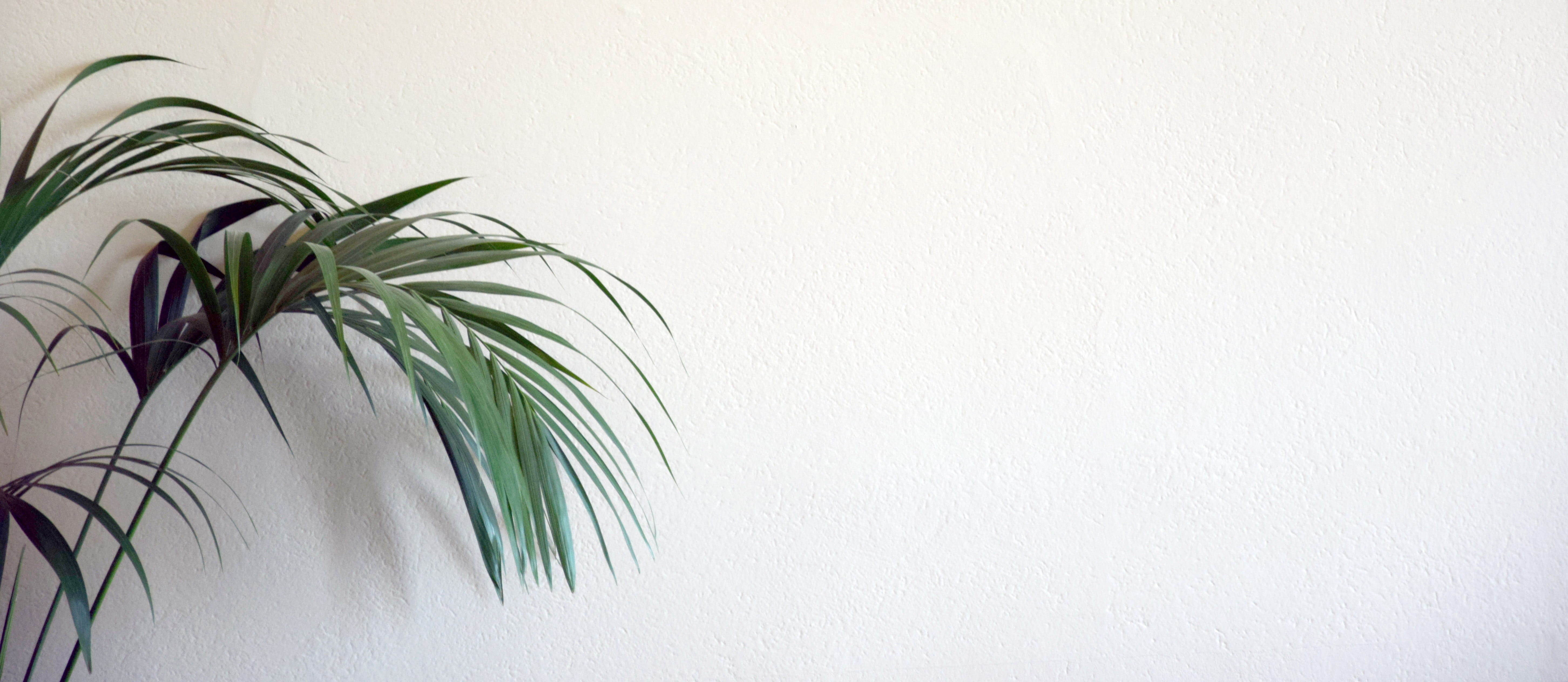 minimal, nature, website, leaves, room, plot, copy space, simple, white color, leaf, concept, studio shot, 5K, pattern, herb, elements, built structure, HD Wallpaper
