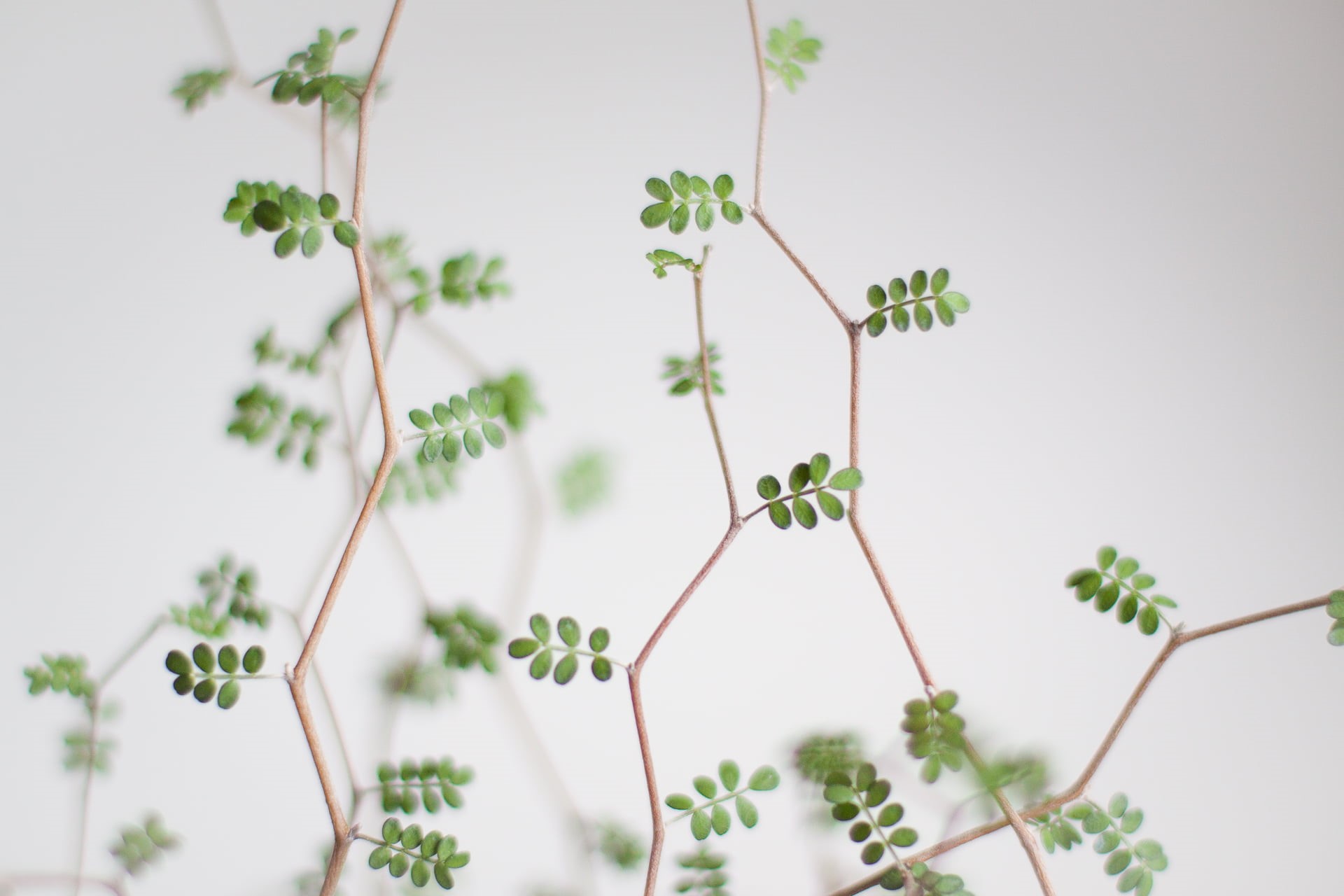 Sophora prostrata, houseplants, green Color, brown, sophora, leaves, green leaves, 1080P, plant, macro shot, leaf, stem, nature, macro, shot, green, HD Wallpaper