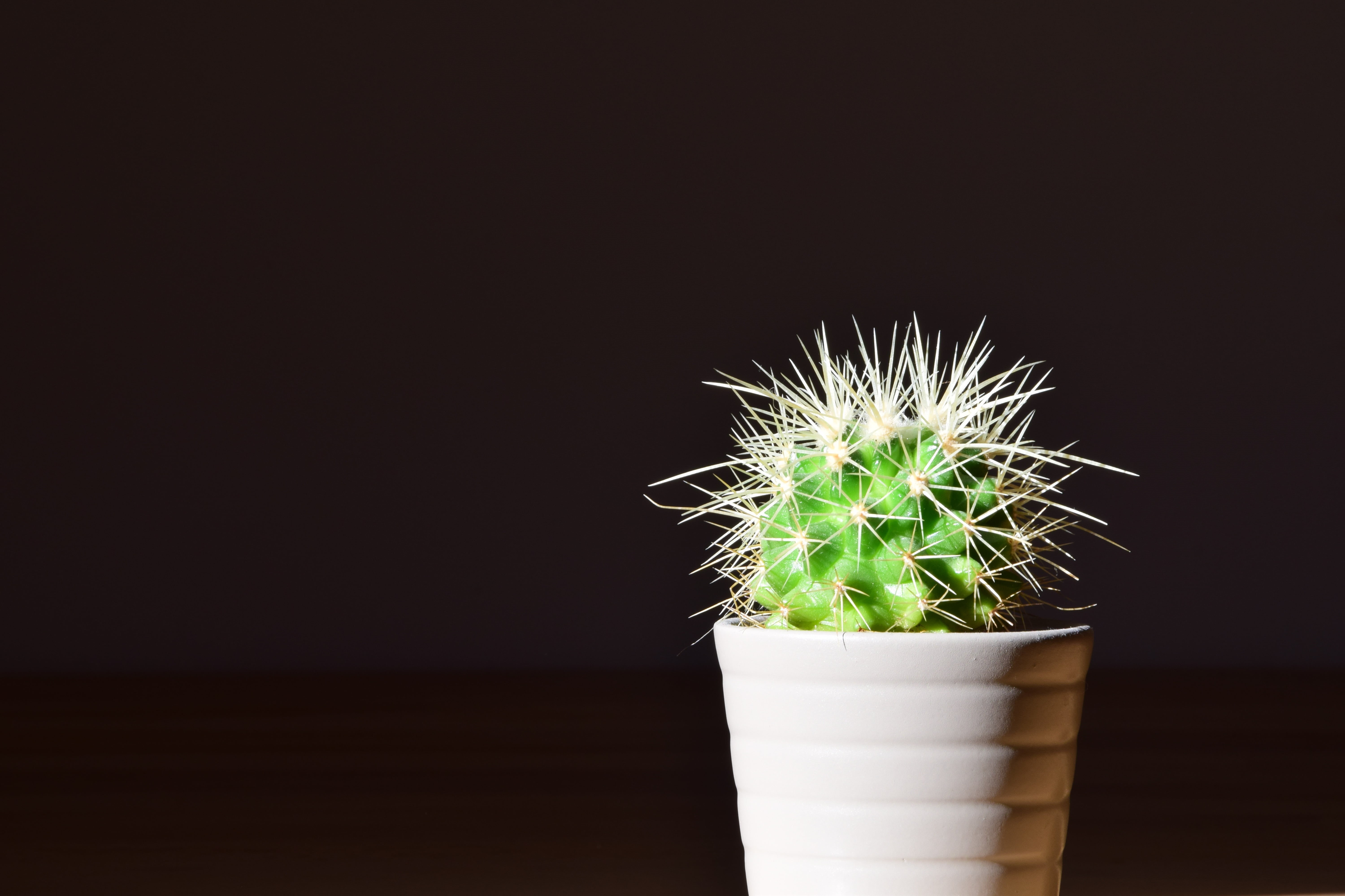 summer, copy space, food and drink, flower, green Color, close-up, backgrounds, table, houseplant, nature, black background, plant, succulent Plant, botany, HD Wallpaper