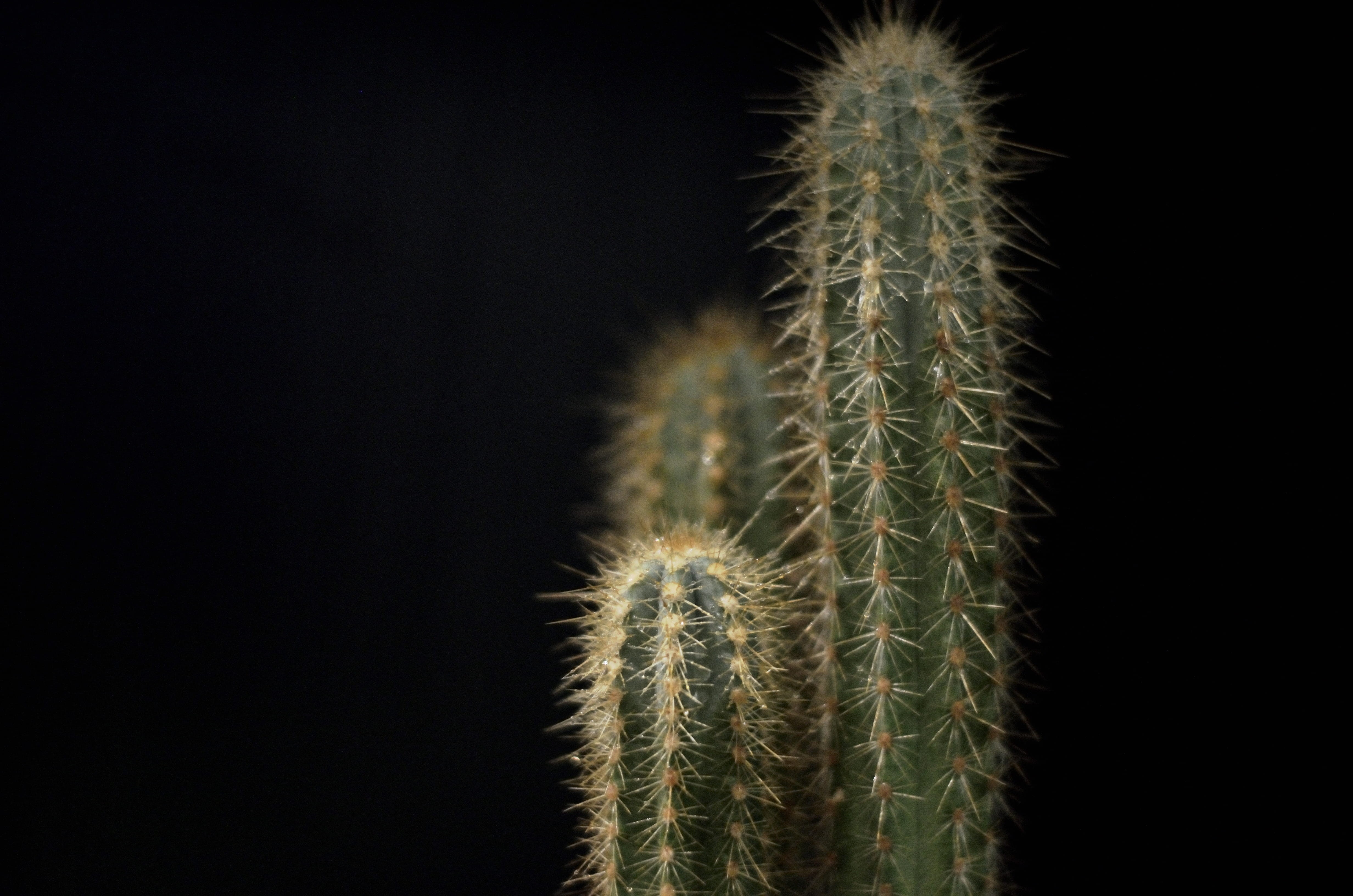 copy space, dandelion seed, cactus, green color, cacti, spike, prickly, sharp, nature, white color, black, background, cactus plant, growth, spiky, close-up, HD Wallpaper