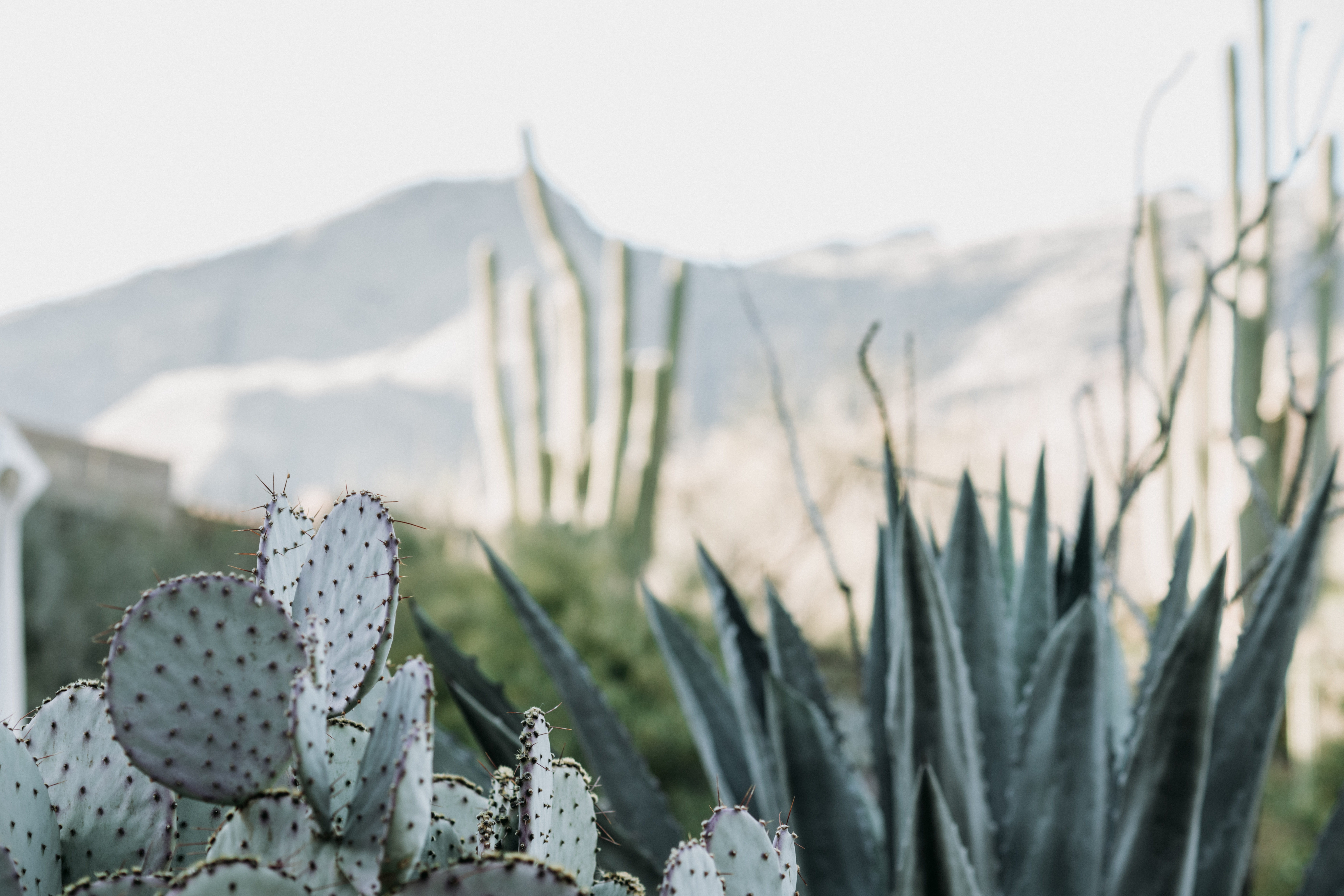 snake, leafed, plants, sunlight, day, photo, succulent plant, green, desert, close-up, landscape, land, cactus, non-urban scene, environment, 8K, cacti, HD Wallpaper