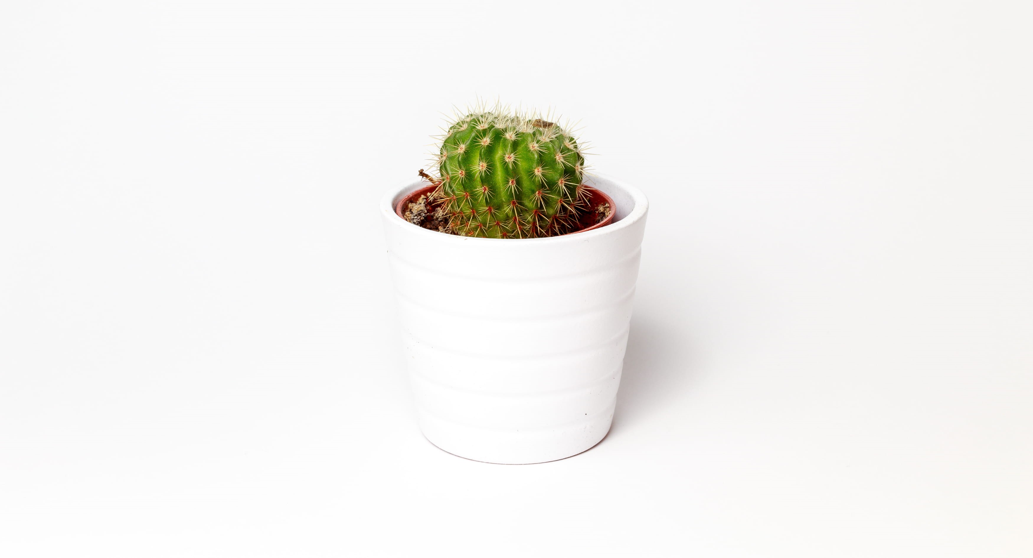 green, indoors, pot, close-up, studio shot, white color, green color, minimalism, flower pot, white background, succulent plant, potted, food, cactus, food and drink, HD Wallpaper