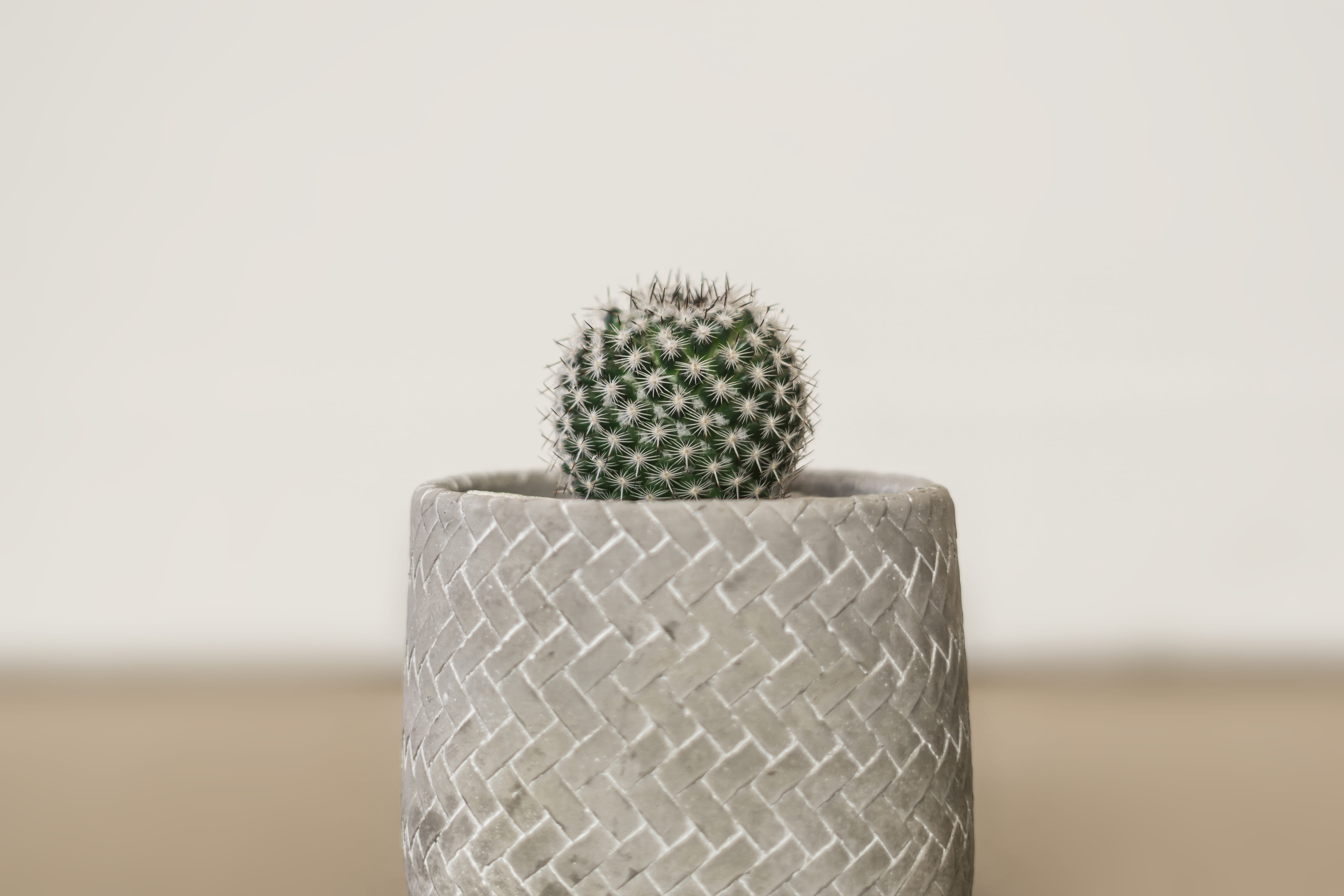 shallow, decor, interior  design, communication, single object, close-up, focus, wrapped, photo, pot plant, 5K, succulent plant, planter, nature, thorn, HD Wallpaper