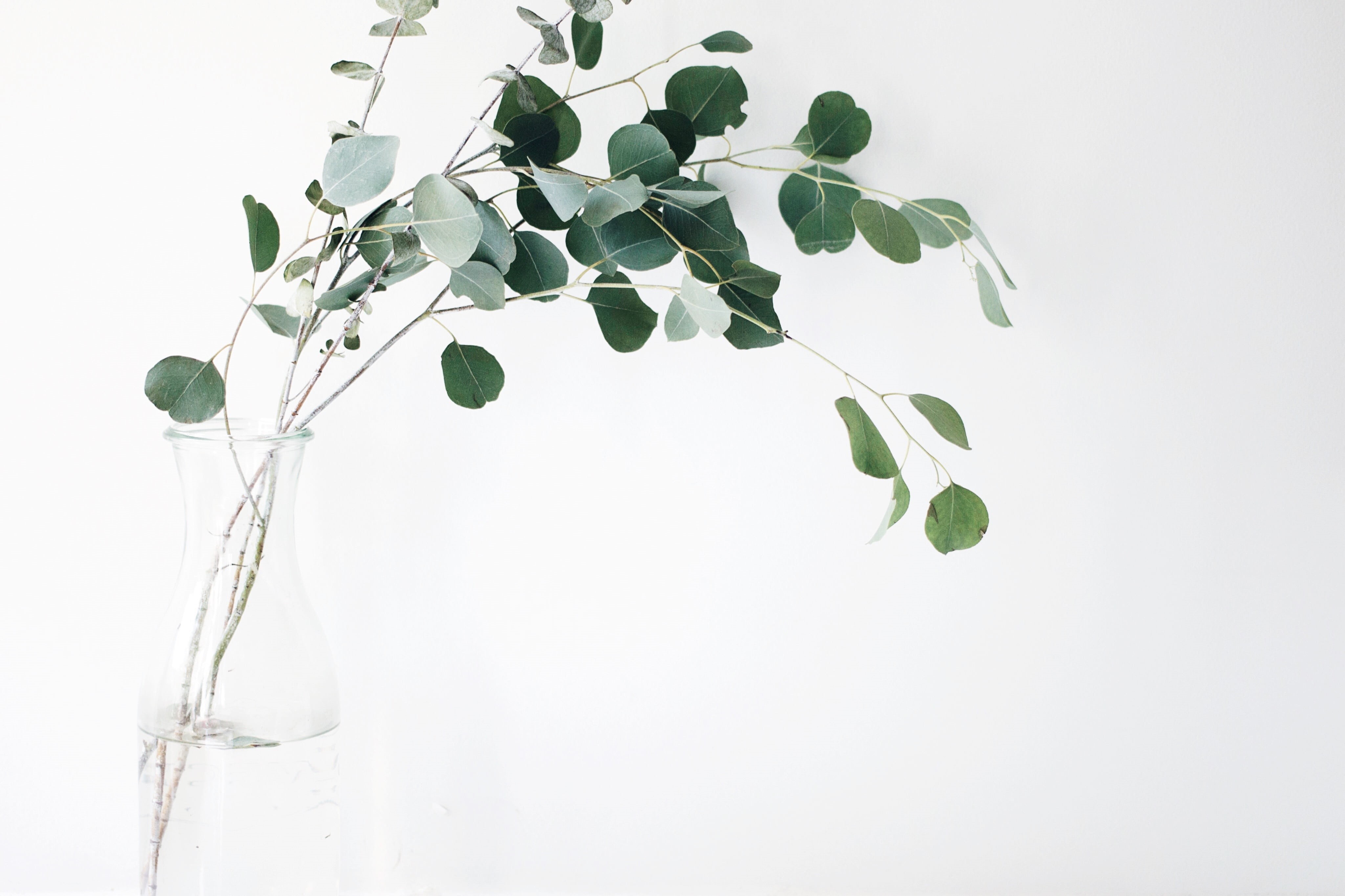 glass - material, leaf, green, beauty in nature, plant, plant part, moringa, freshness, vase, nature, white background, close-up, still, leaves, things, HD Wallpaper