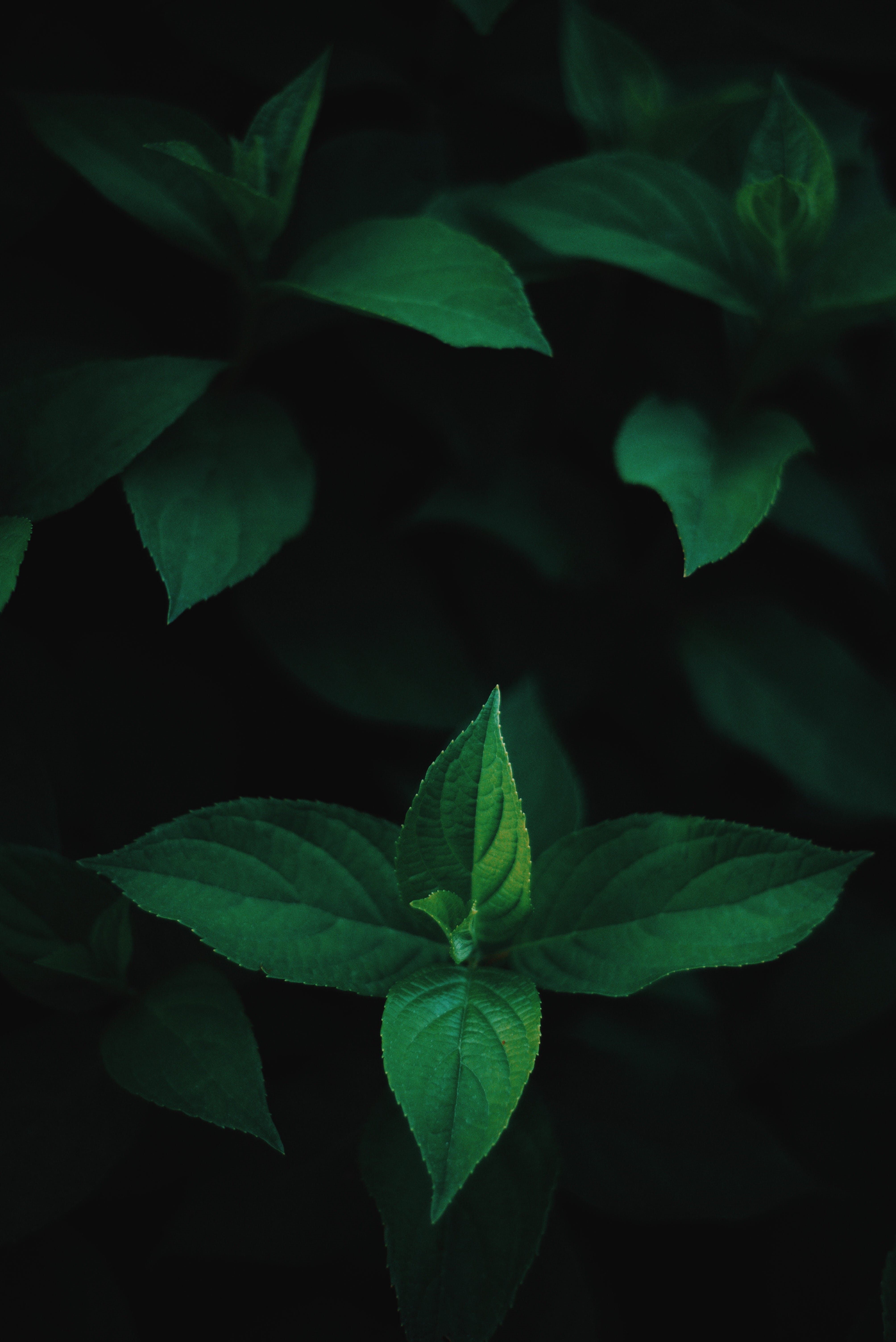 environment, high angle view, no people, night, green, vulnerability, outdoors, directly above, plant, close-up, nature, plant part, full frame, flower, Phone HD Wallpaper
