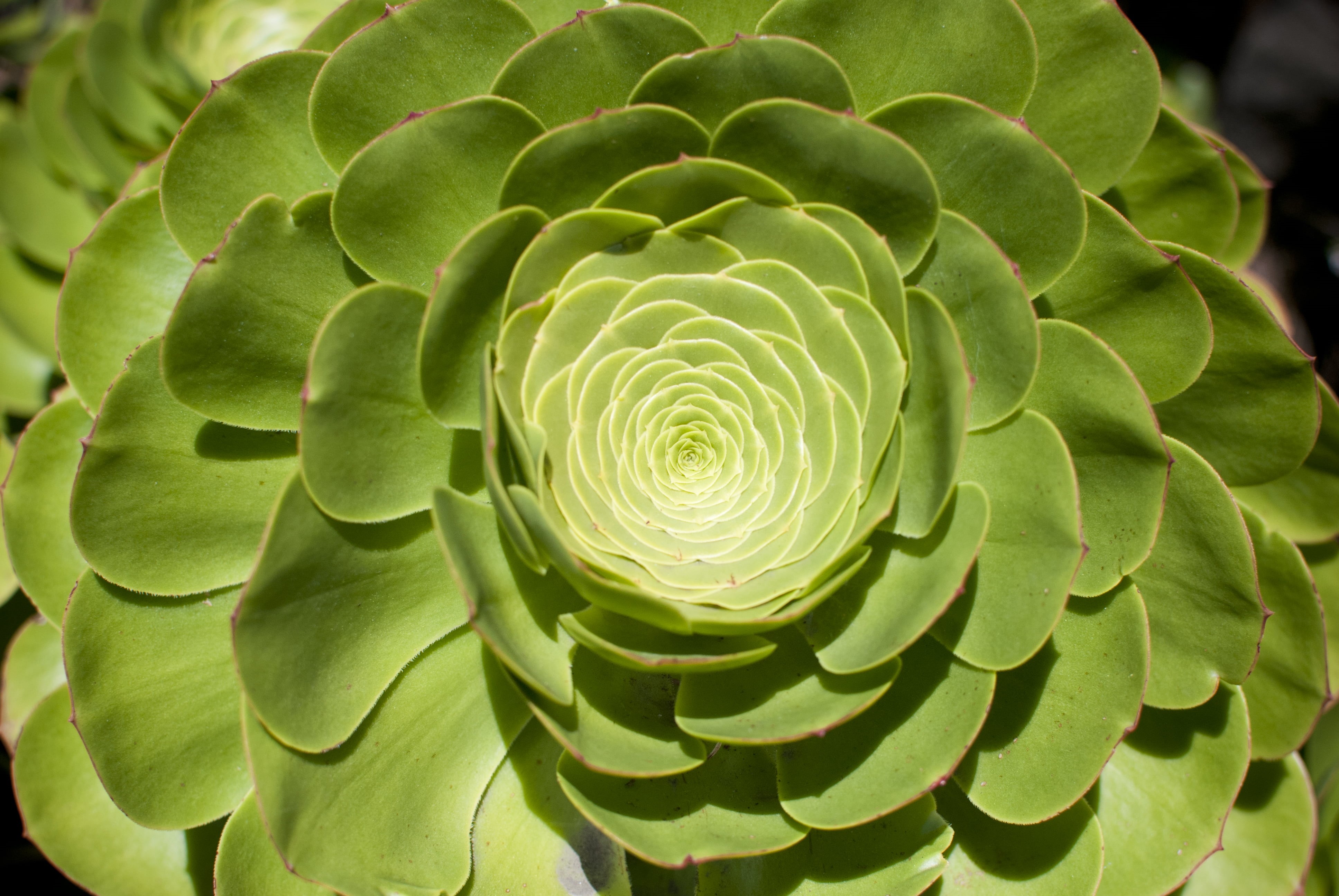 nature, plant, green, botany, close-up, leaf, 4K, succulent Plant, green plant, HD Wallpaper