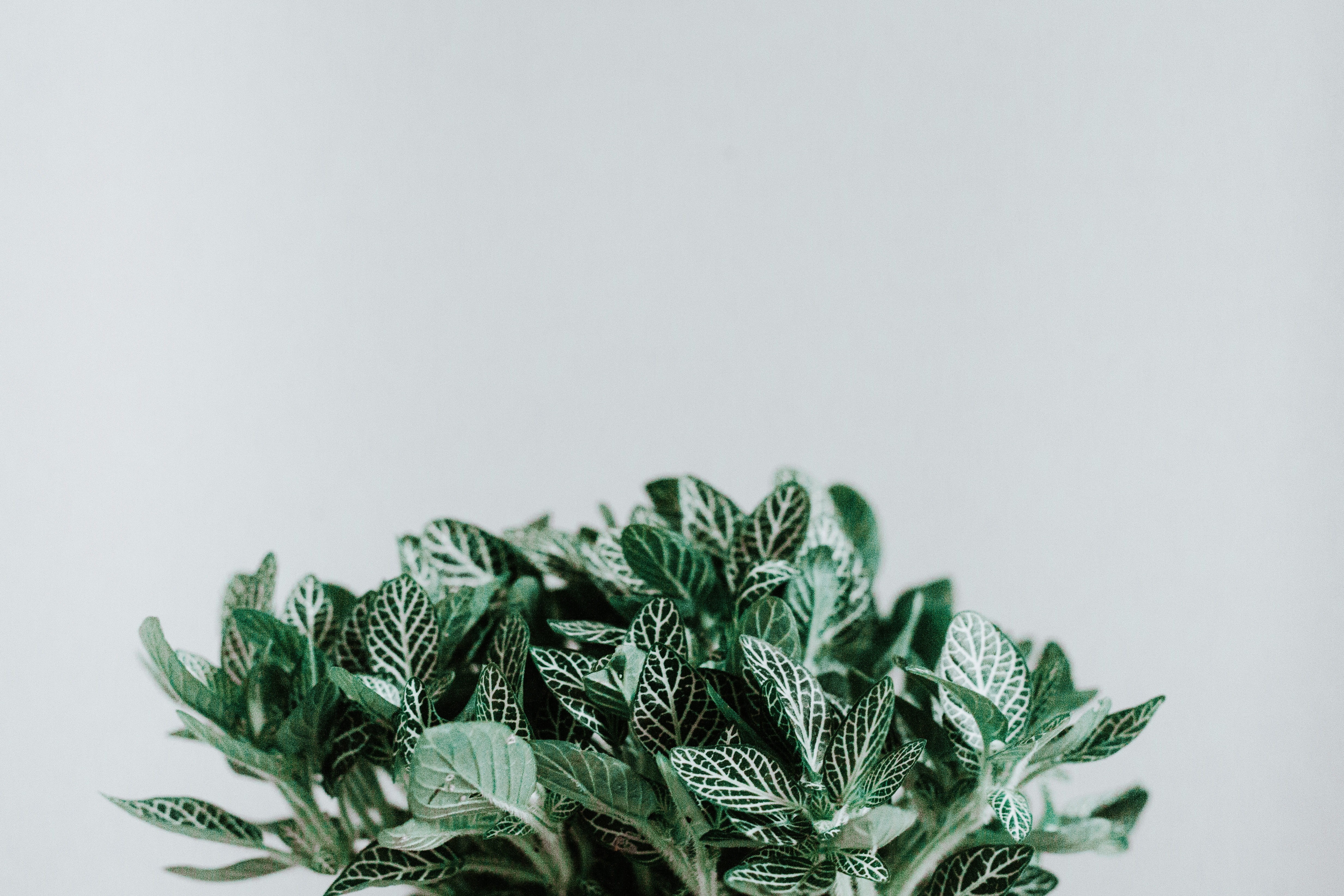 mint, green Color, nature, 4K, no People, minimal, food, plant, decor, flower, minimalism, leaf, wall, herb, decoration, backgrounds, minimalistic, christmas, HD Wallpaper