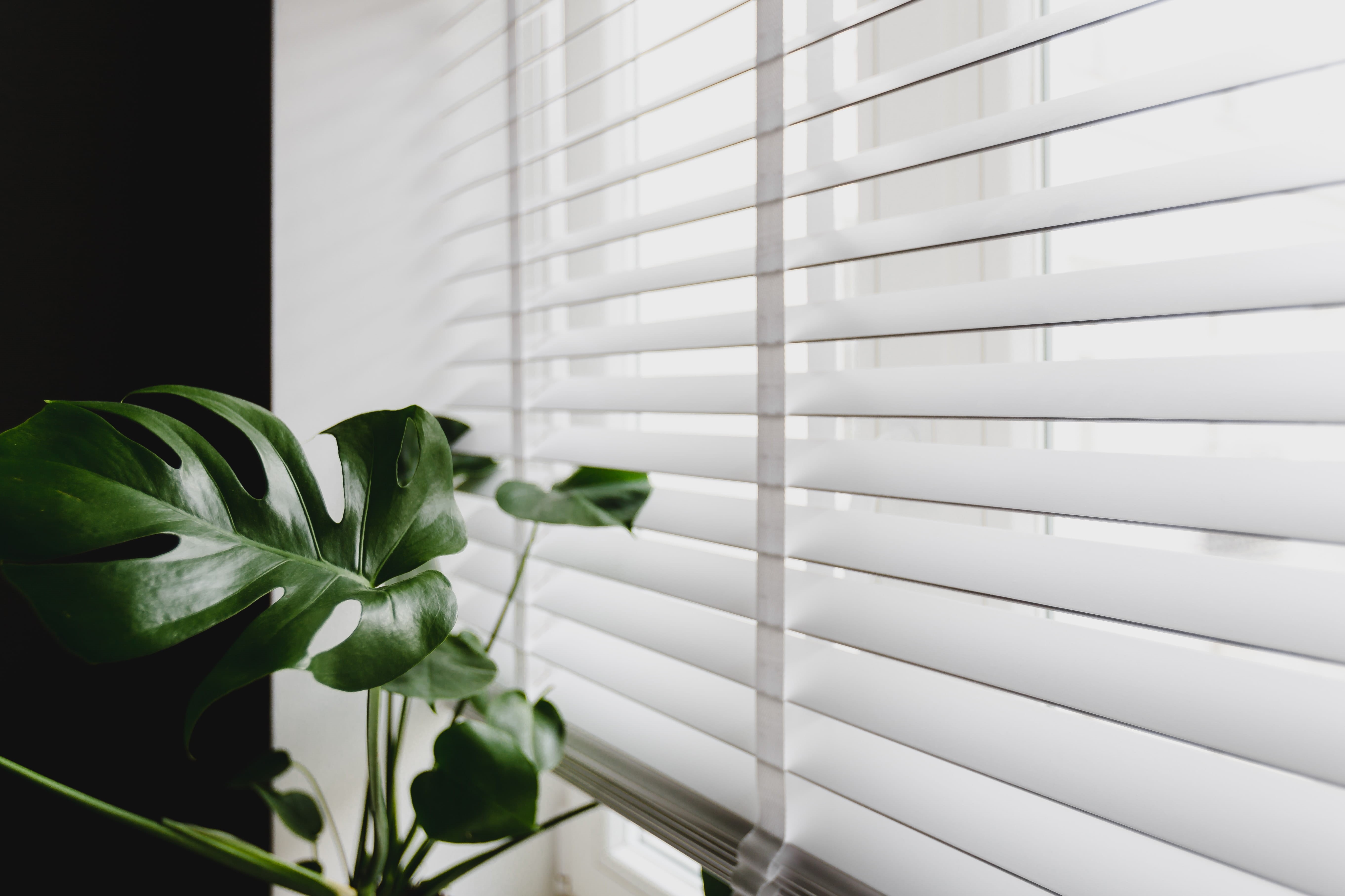 blinds, windowsill, monstera, growth, close-up, flora, home interior, freshness, flowering plant, 5K, gold, day, home, green, beauty in nature, window, HD Wallpaper